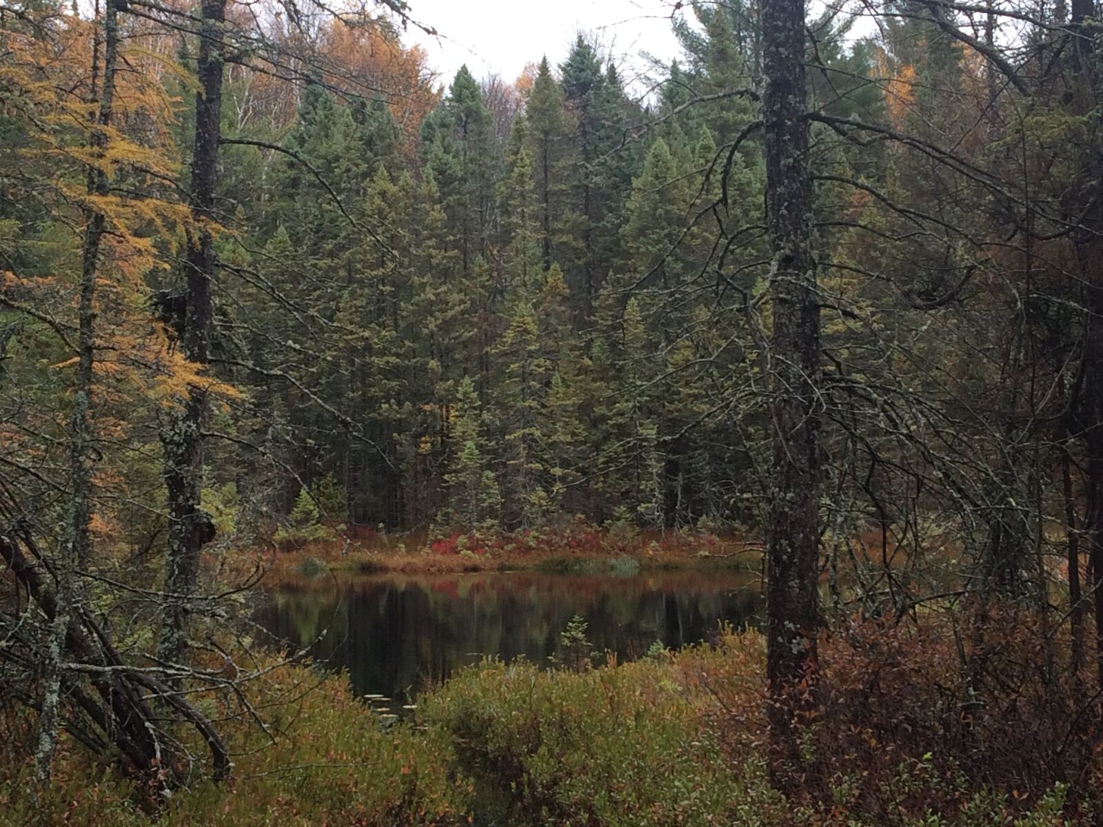 Apple iPhone 5s sample photo. Fall, forest, pond photography