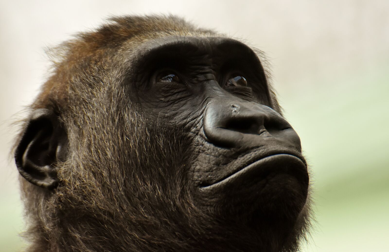 Nikon D7200 sample photo. Gorilla, monkey, animal photography