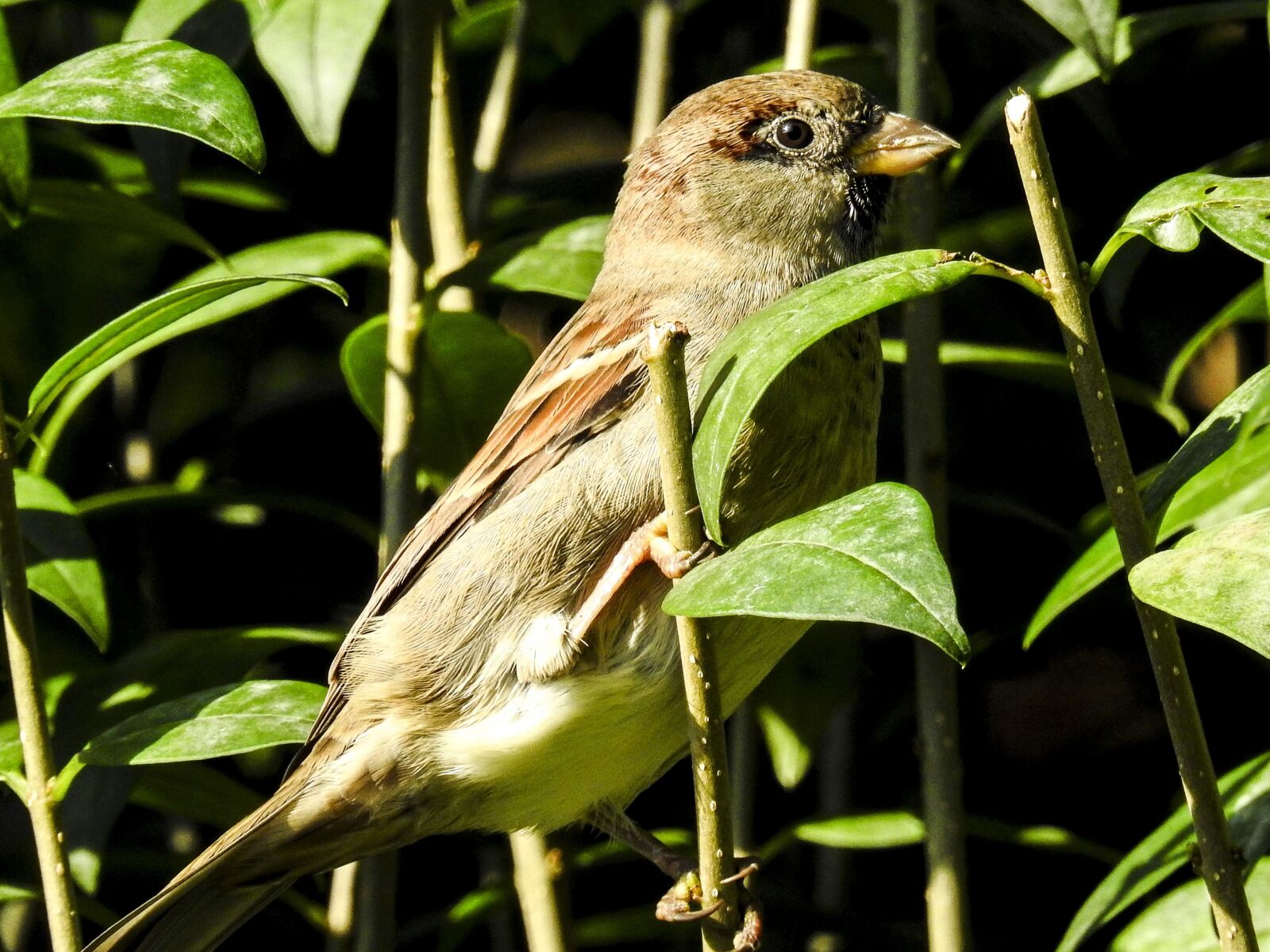 Nikon Coolpix P900 sample photo. House sparrow, sperling, bird photography