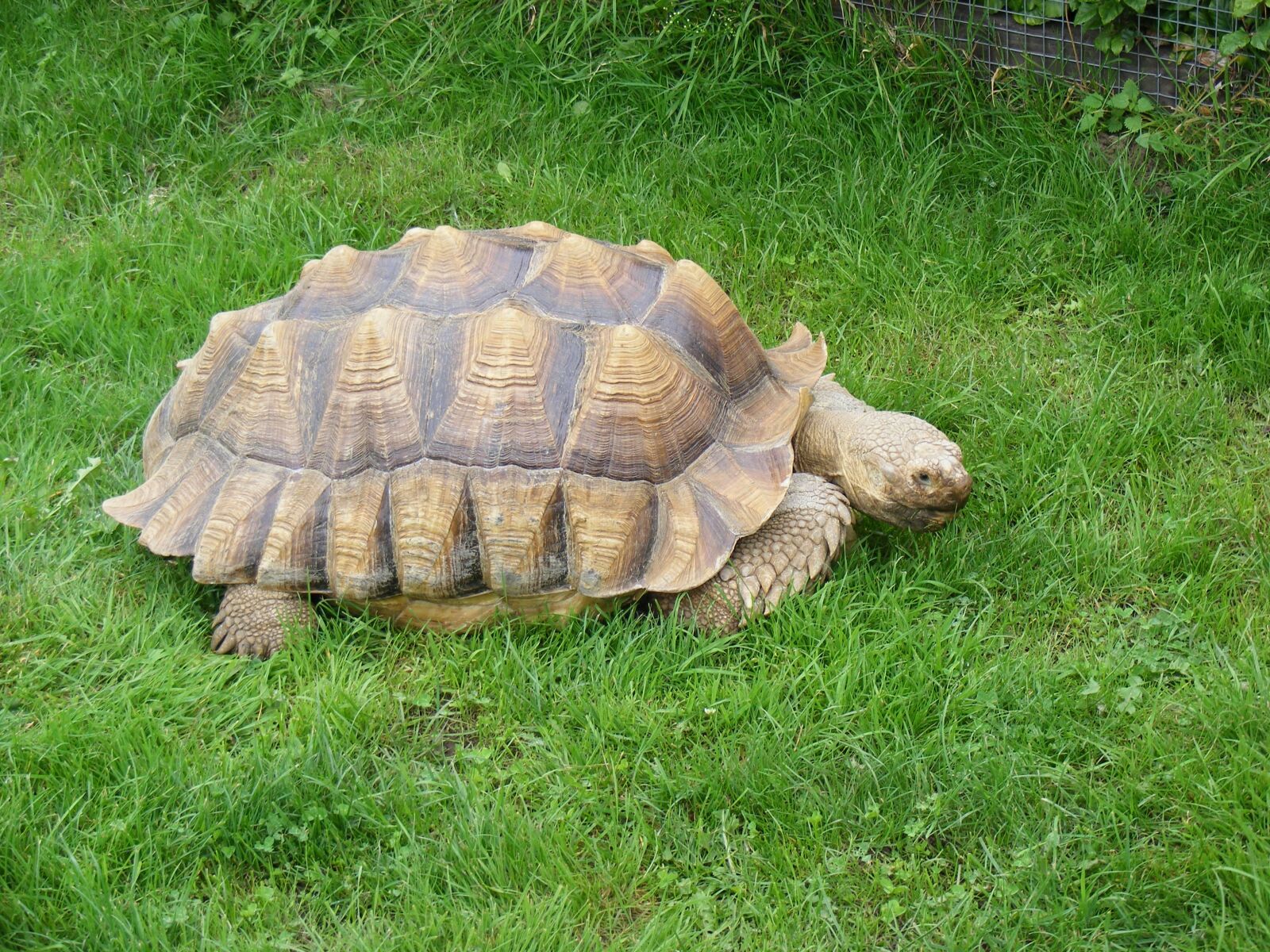 Fujifilm FinePix S5800 S800 sample photo. Tortoise, pet, turtle photography