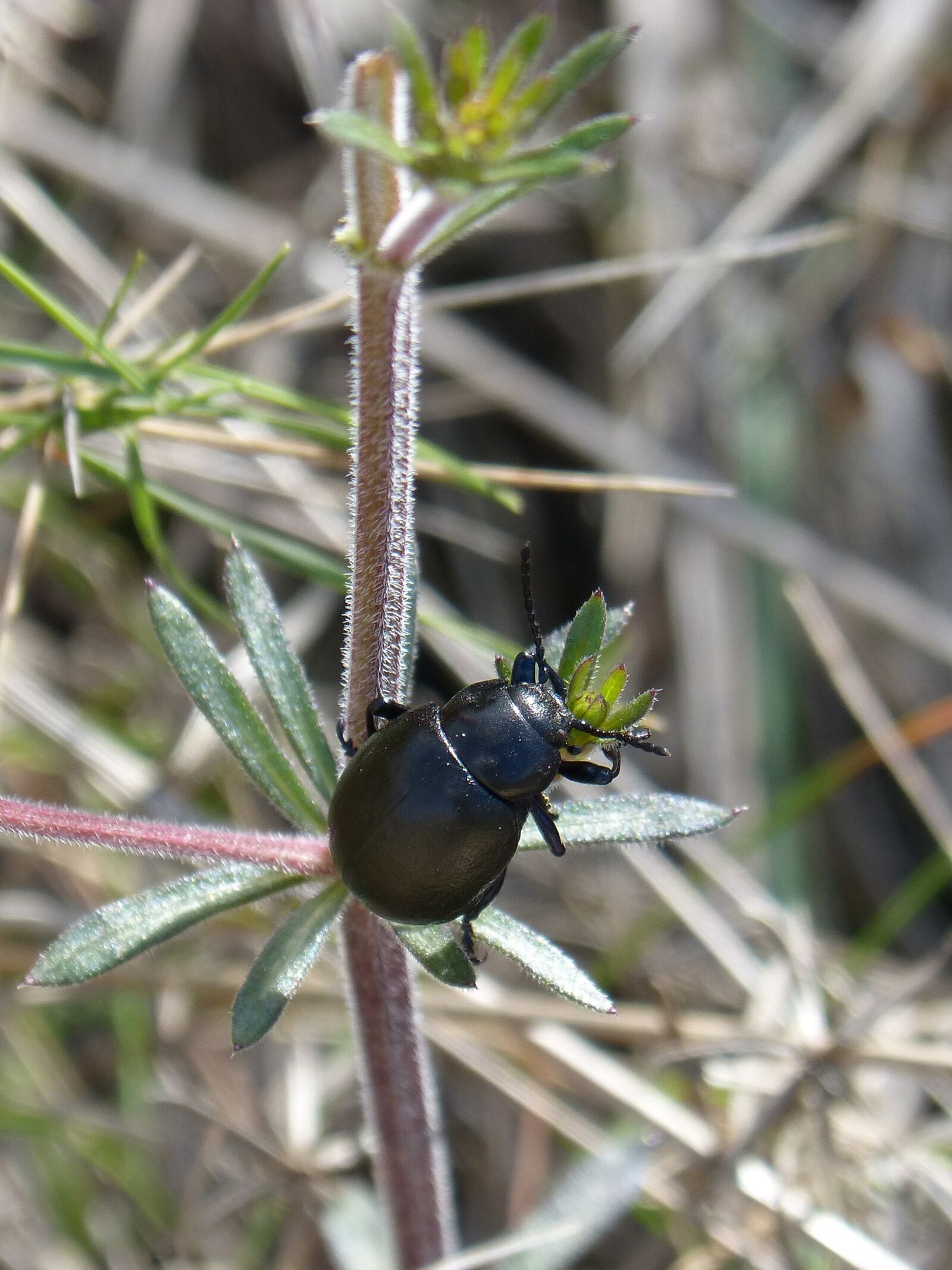 Panasonic DMC-FZ62 sample photo. Beetle, black beetle, nature photography