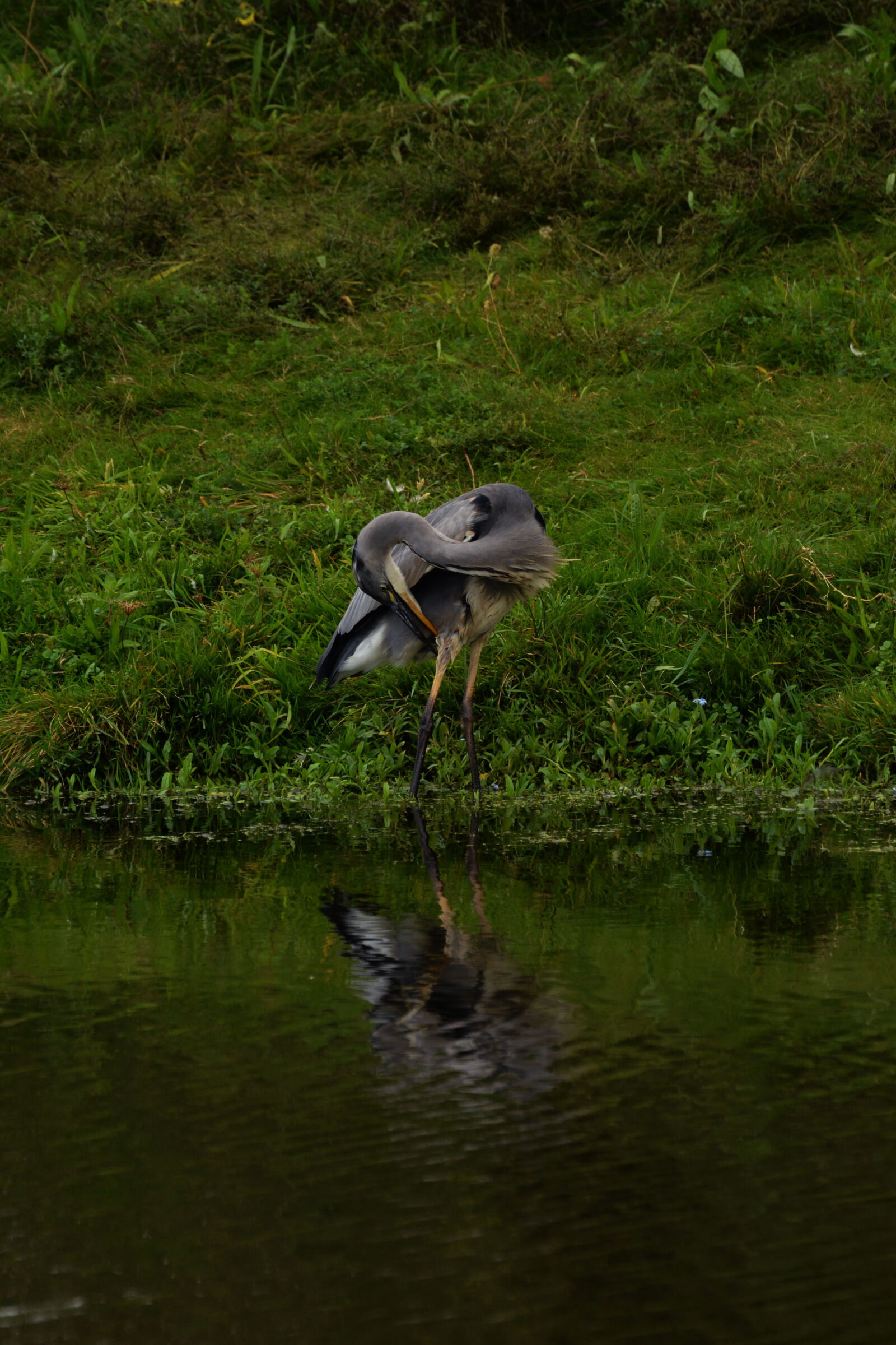 Nikon D5200 sample photo. Birds, of, prey, heron photography