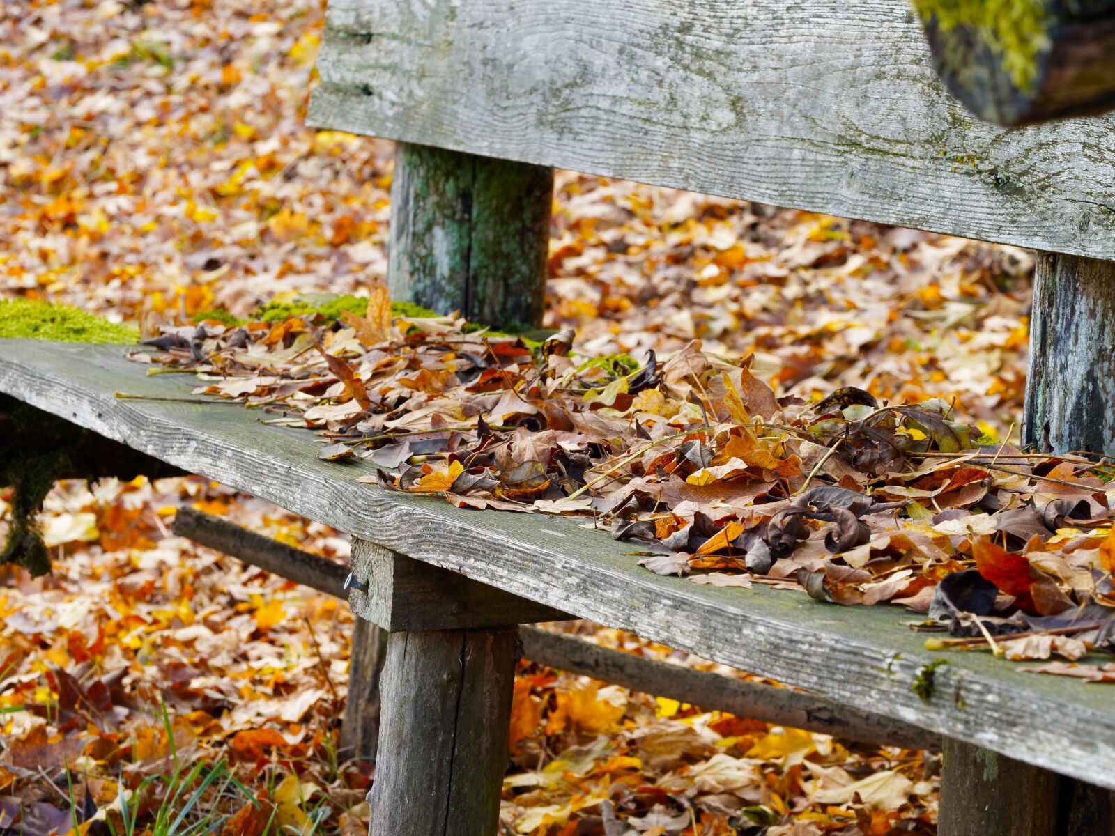 Olympus M.Zuiko Digital ED 60mm F2.8 Macro sample photo. Leaves, old bench, fall photography