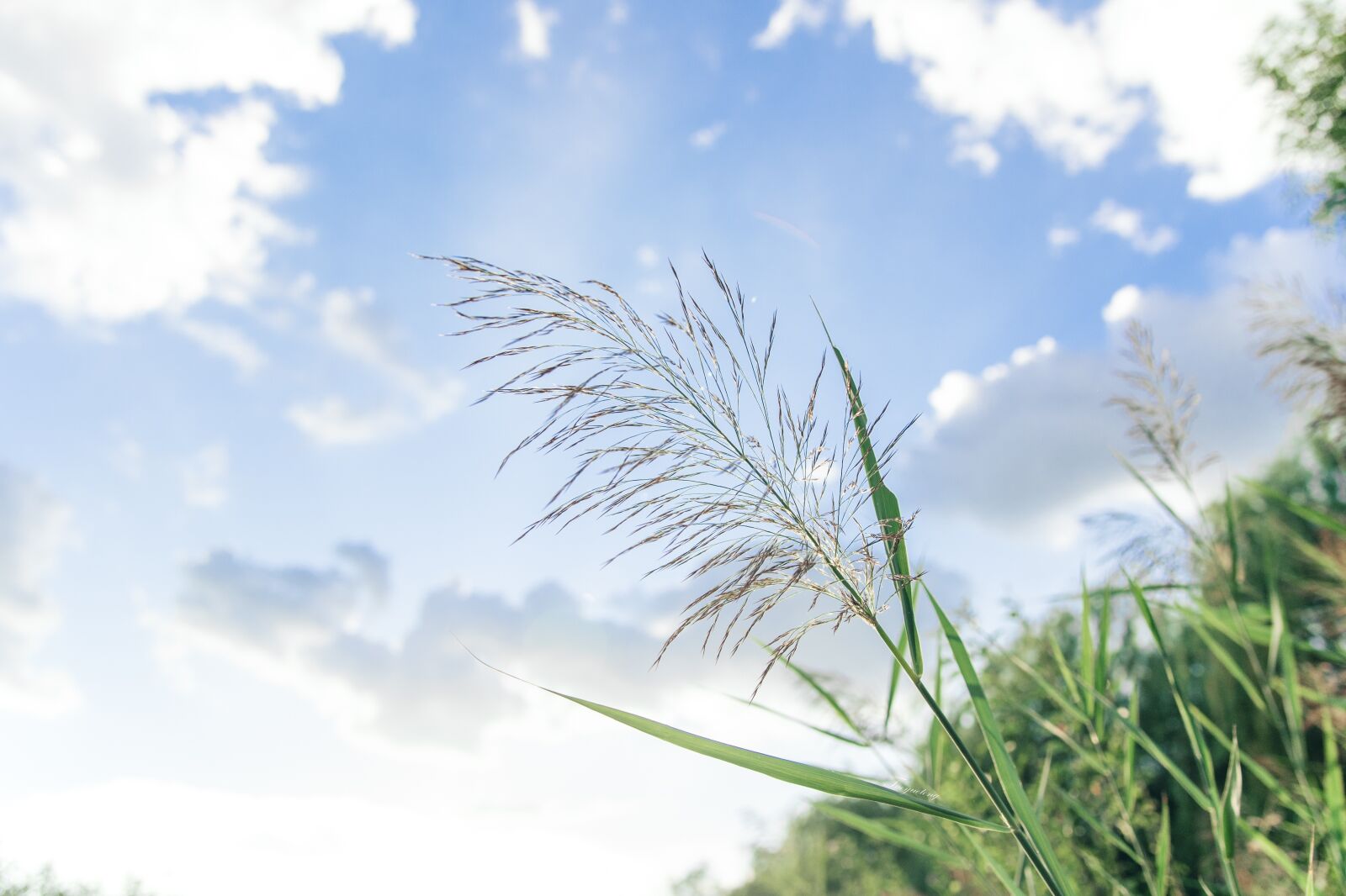 Nikon D750 sample photo. Plant, grass, prairie photography