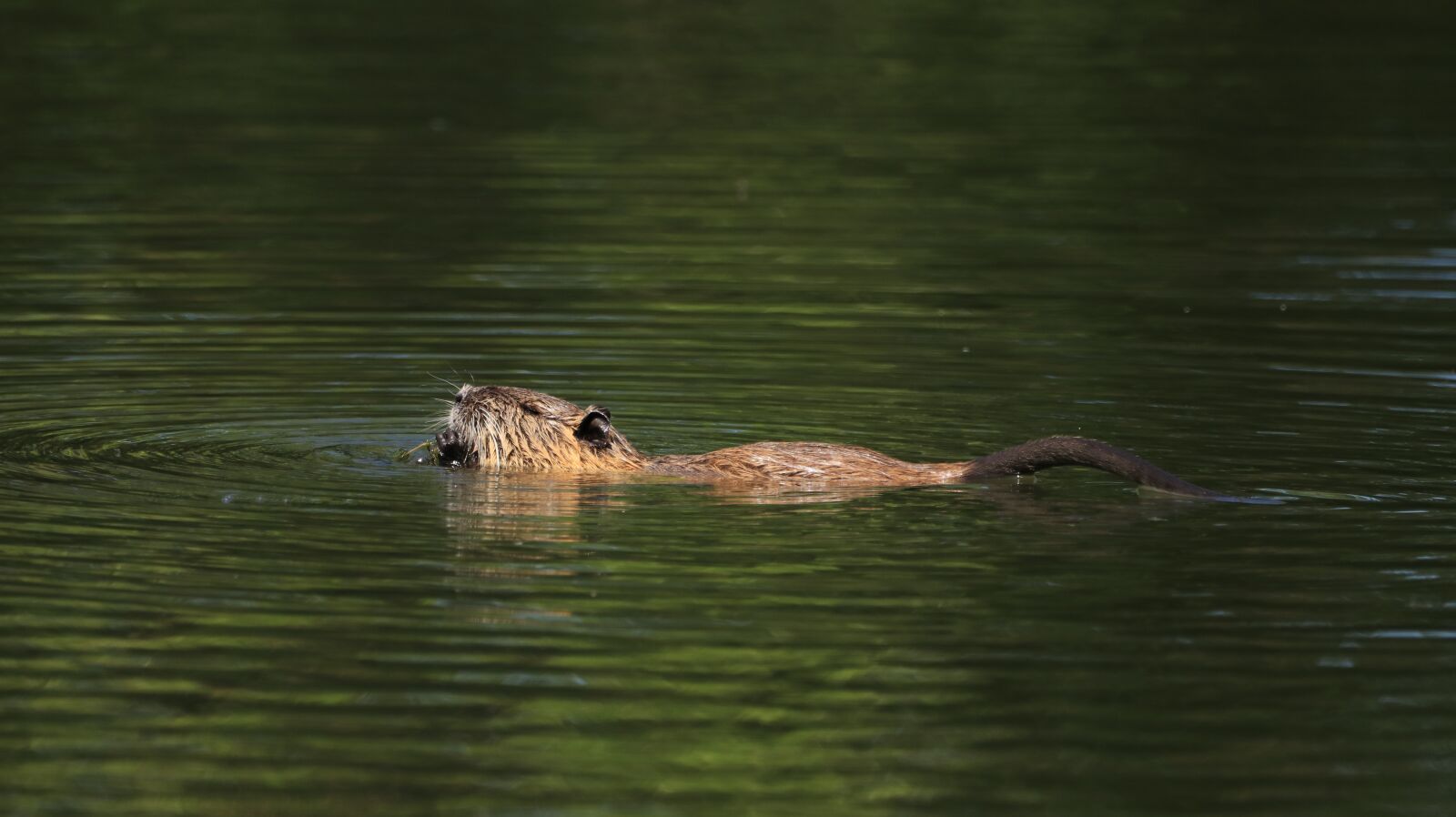 150-600mm F5-6.3 DG OS HSM | Contemporary 015 sample photo. Nutria, lake, water photography