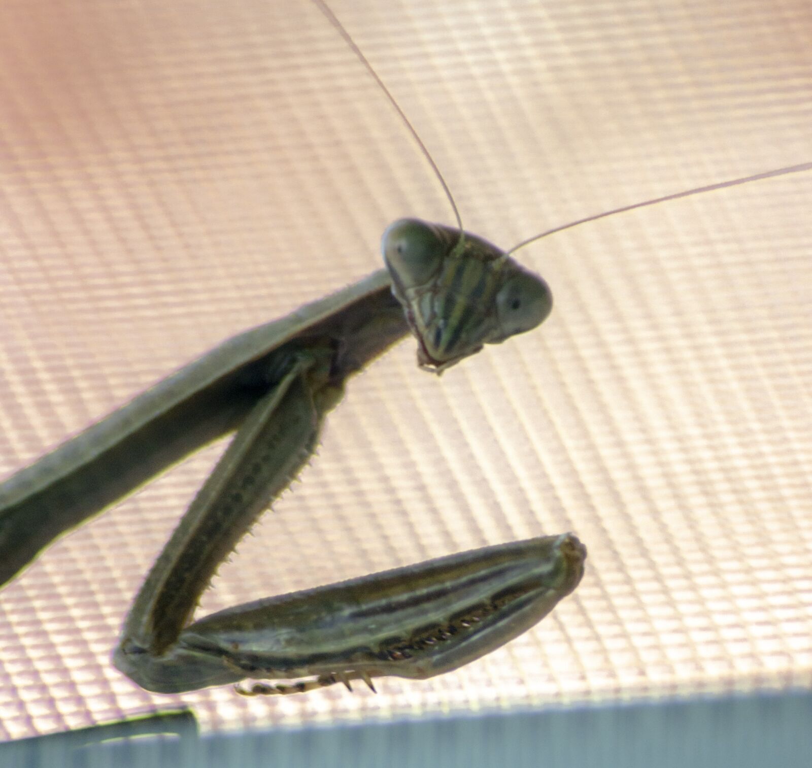 Nikon D3100 sample photo. Mantis, bug, insect photography