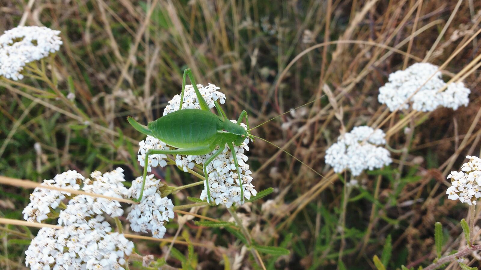 Motorola MotoG3 sample photo. Grasshopper, white flowers, macro photography