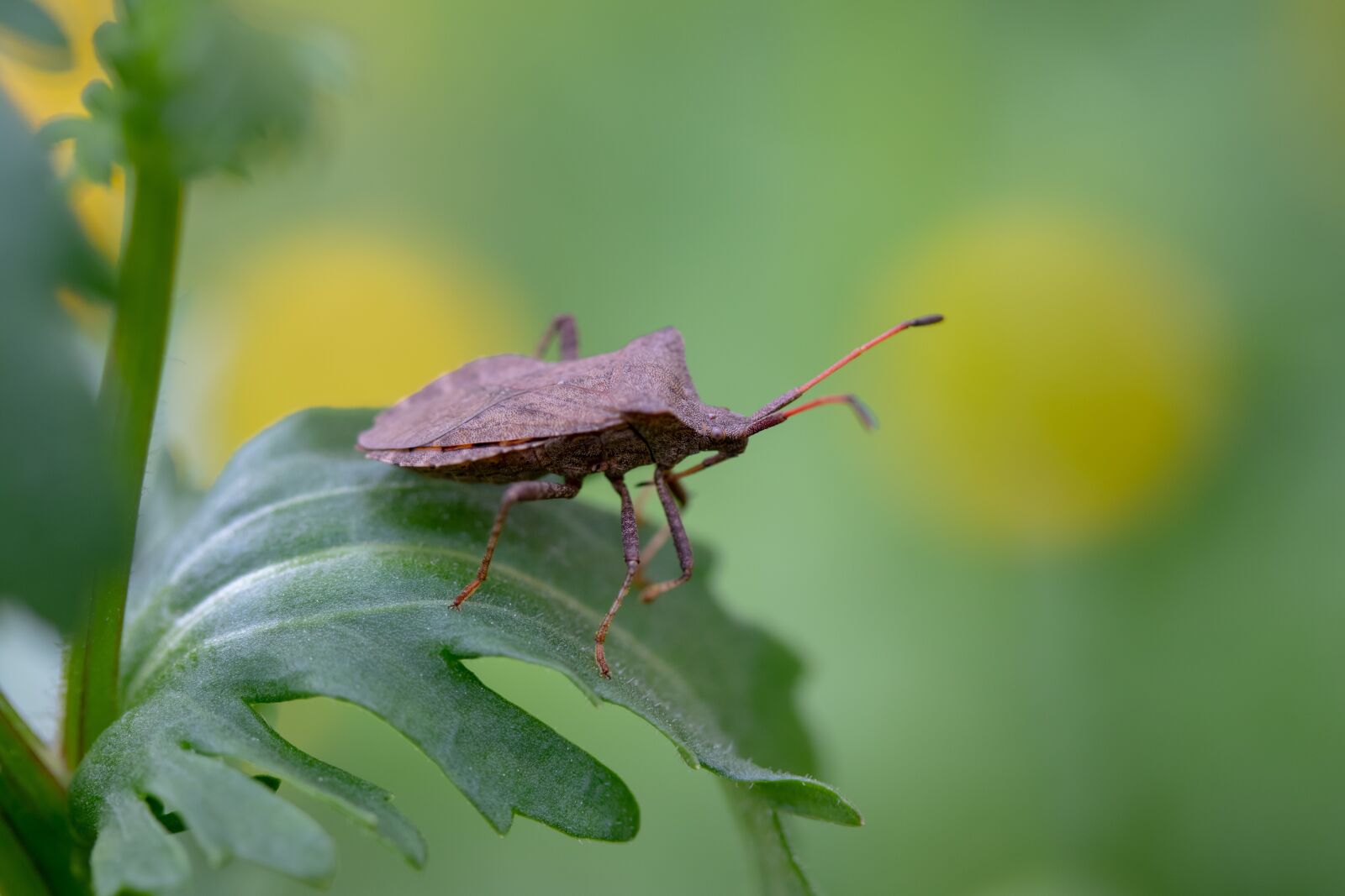 Canon EF-S 60mm F2.8 Macro USM sample photo. Insect, bug, leaf bug photography