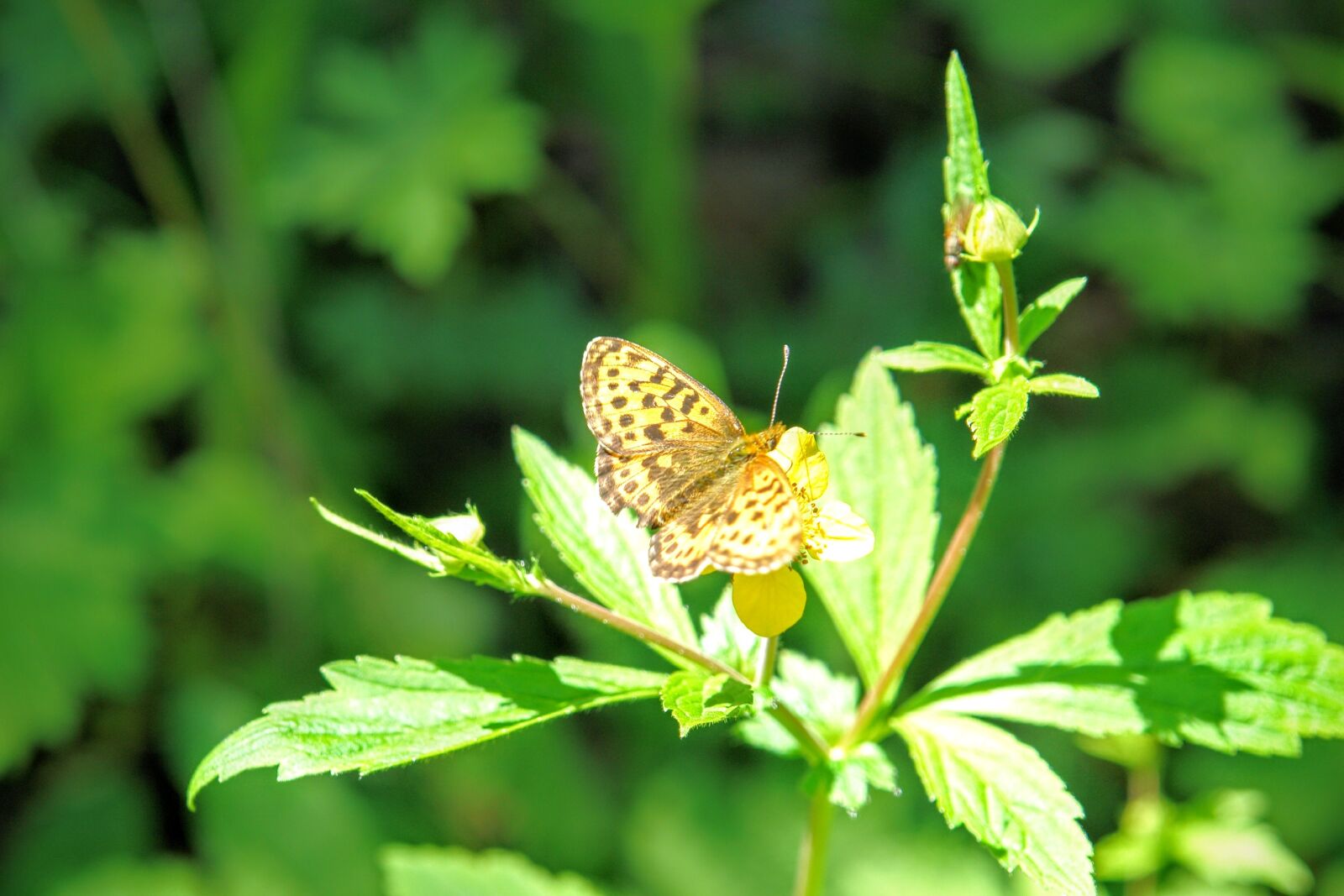 Sony DSC-R1 sample photo. Butterfly, fauna, flora photography
