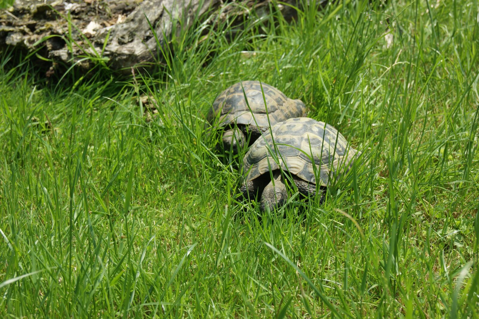 Sony Alpha DSLR-A290 sample photo. Turtle, nature, reptile photography