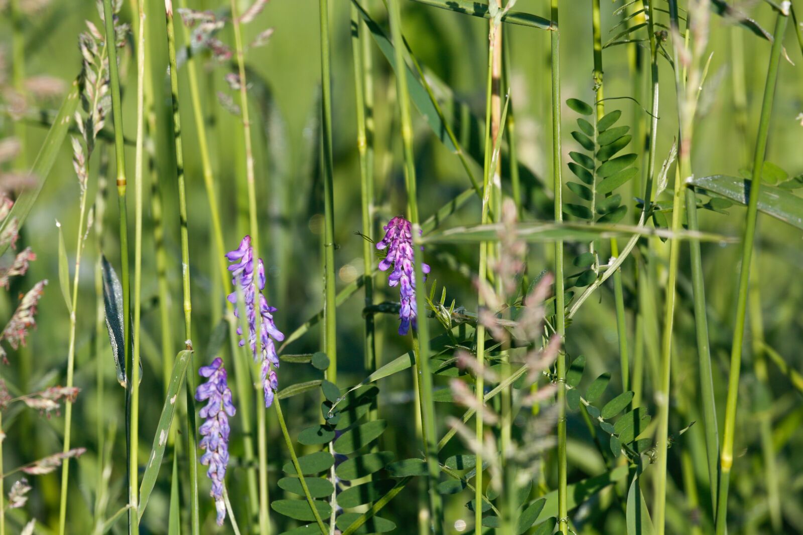 Canon EF 100-400mm F4.5-5.6L IS USM sample photo. Grasses, green, nature photography