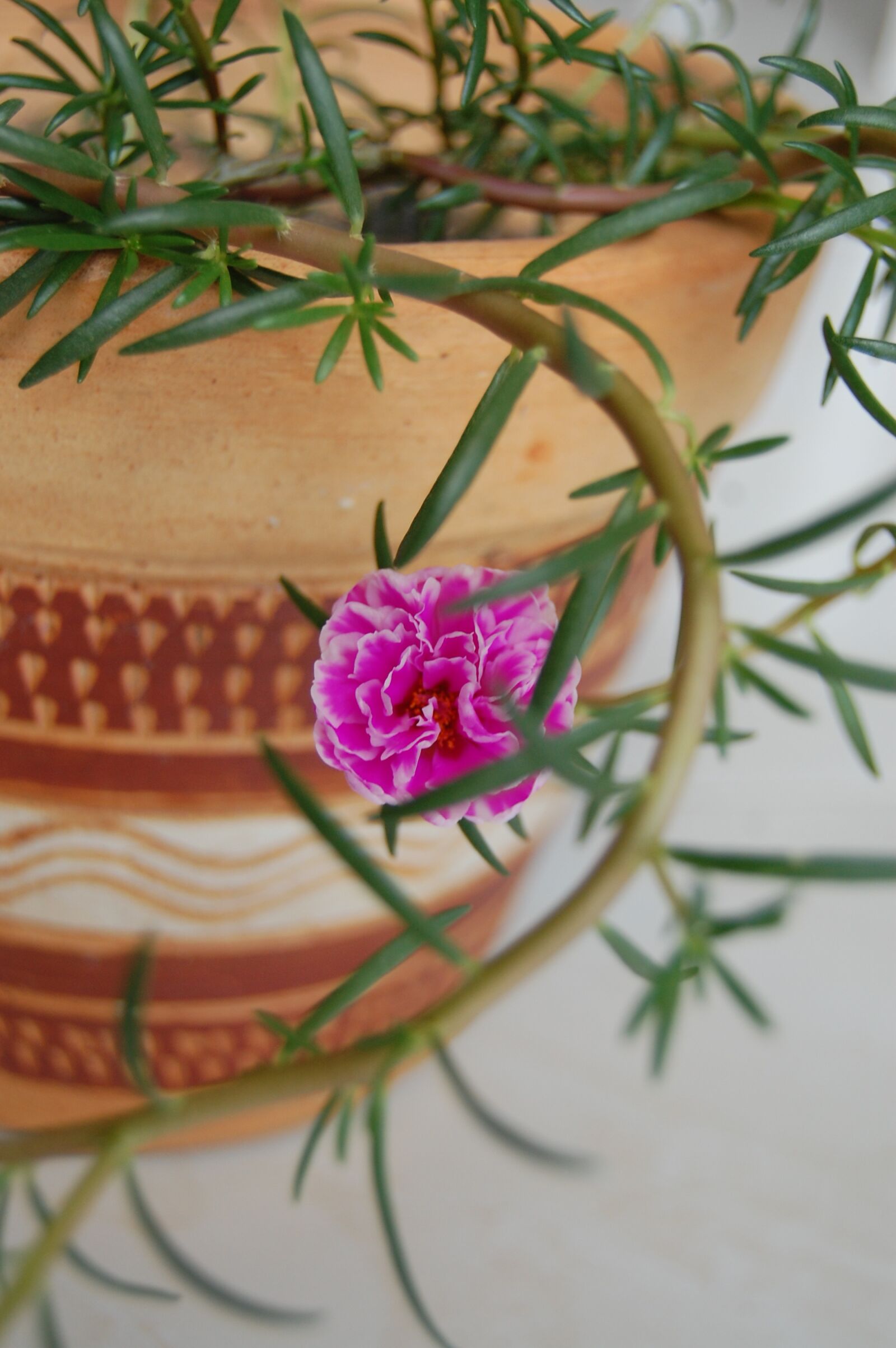 Nikon D40 sample photo. Frlor, of, vase photography