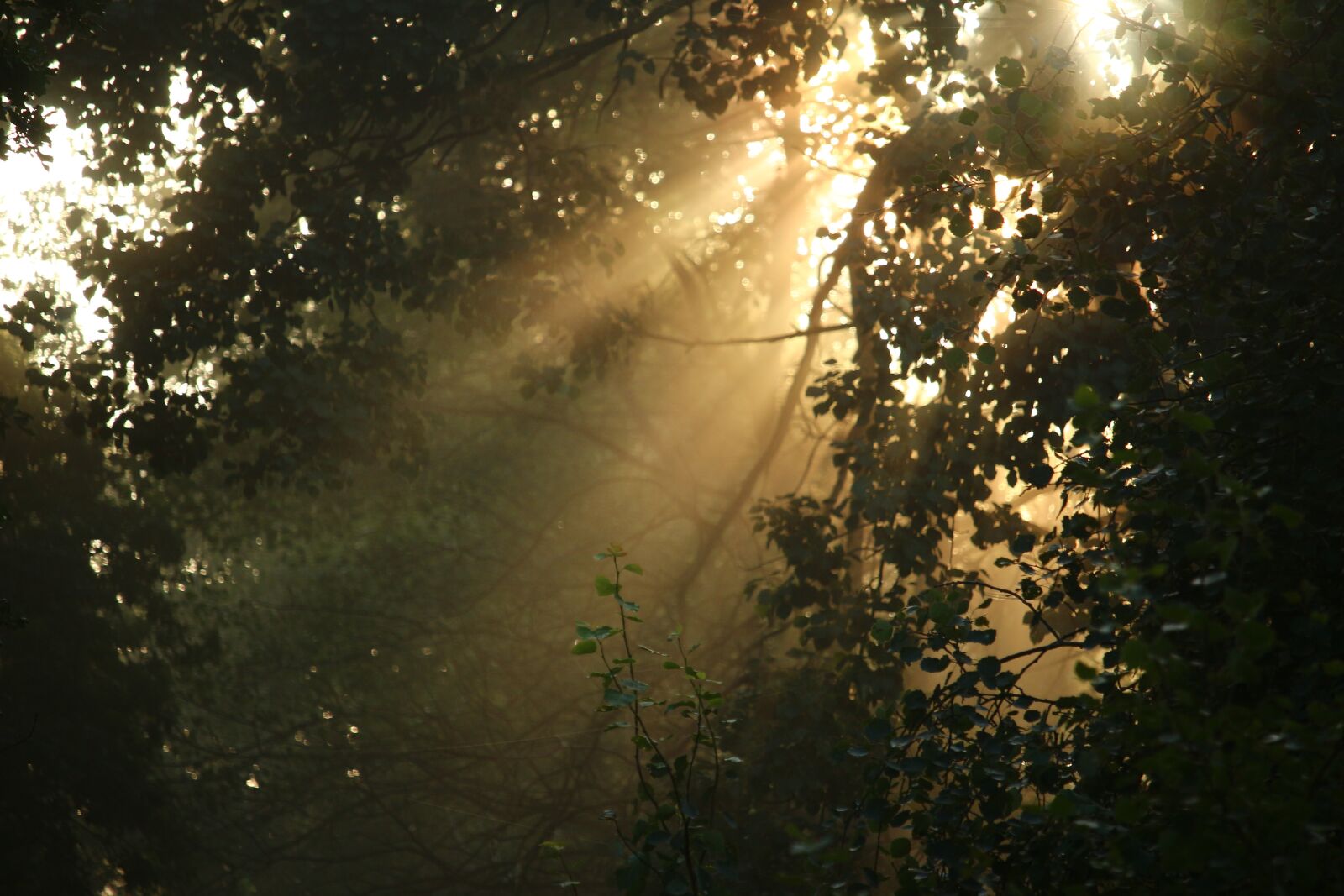 Canon EOS 100D (EOS Rebel SL1 / EOS Kiss X7) sample photo. Away, fog, trees photography