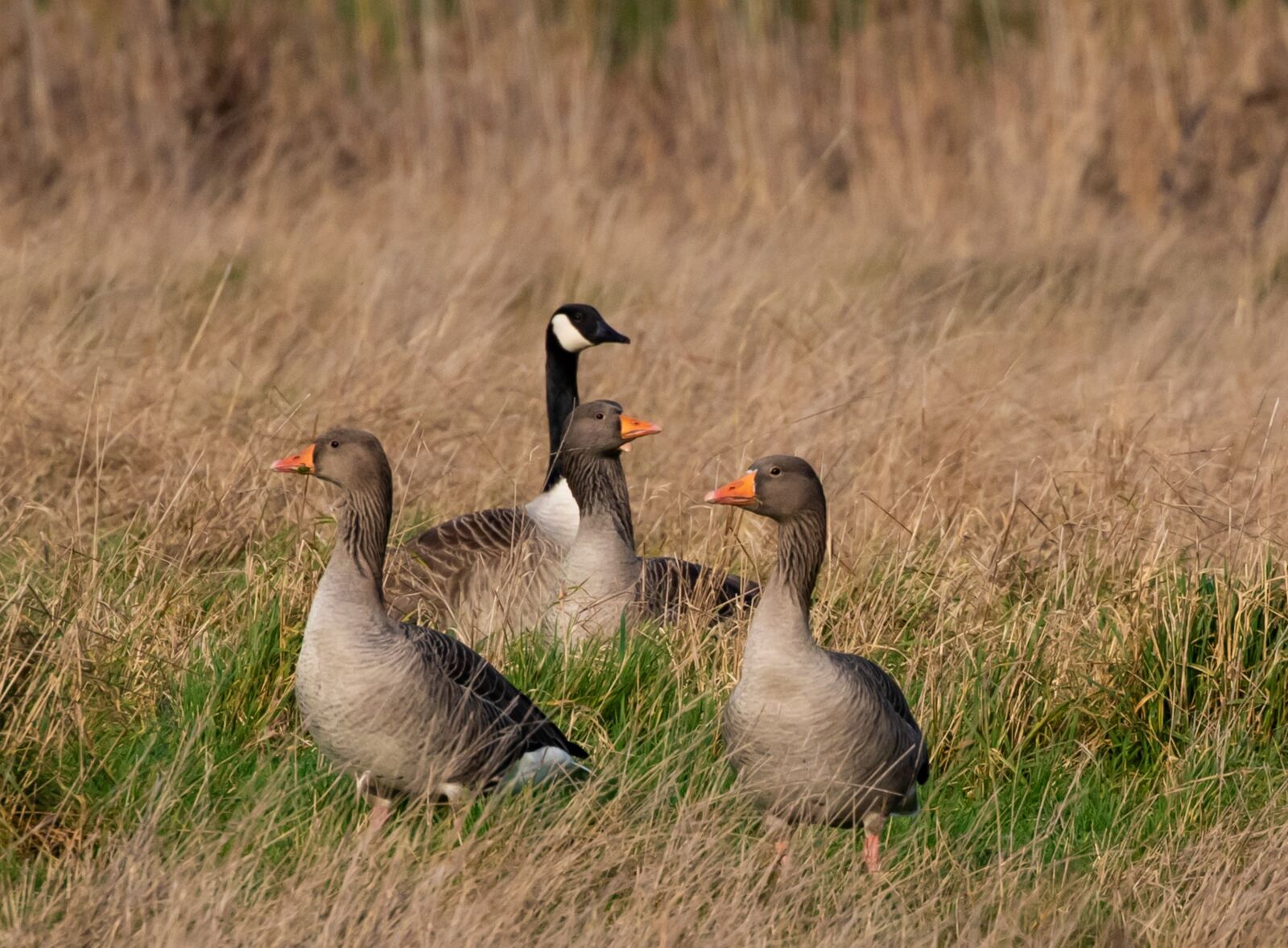 Canon EOS 7D Mark II sample photo. Greylag geese, geese, canadian photography