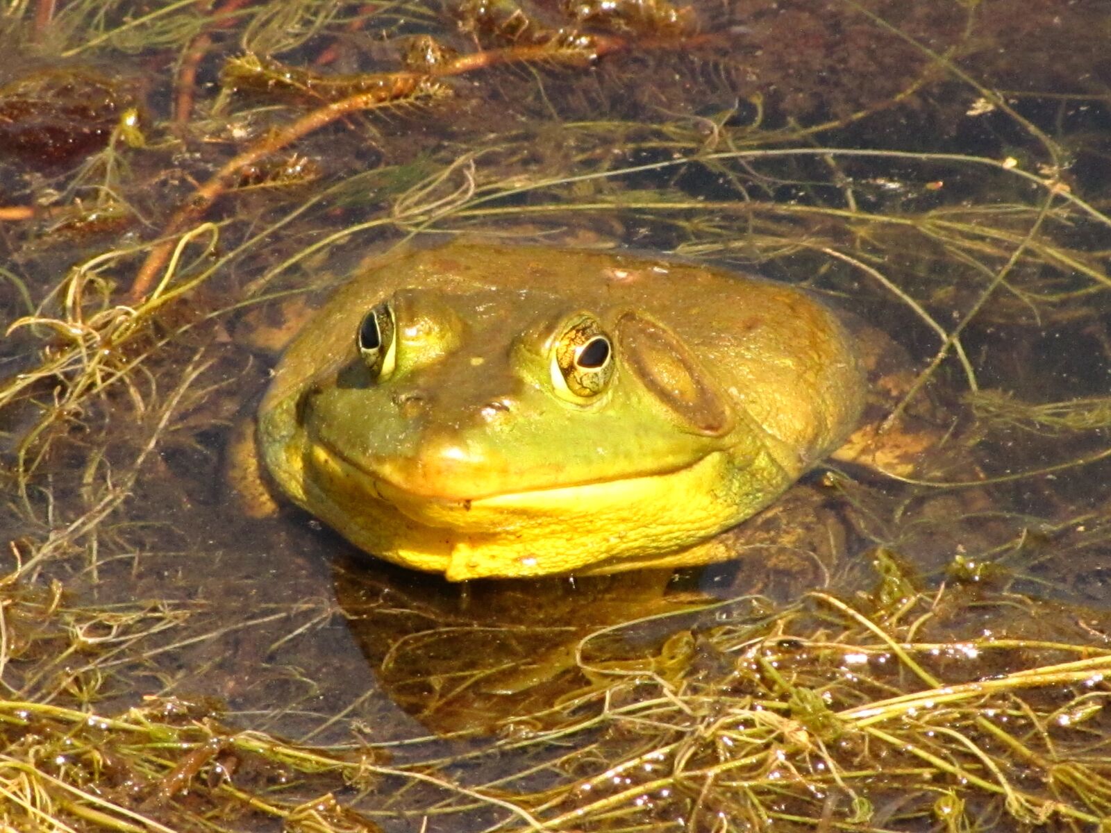 Canon PowerShot SX20 IS sample photo. Animals, frogs, pond photography