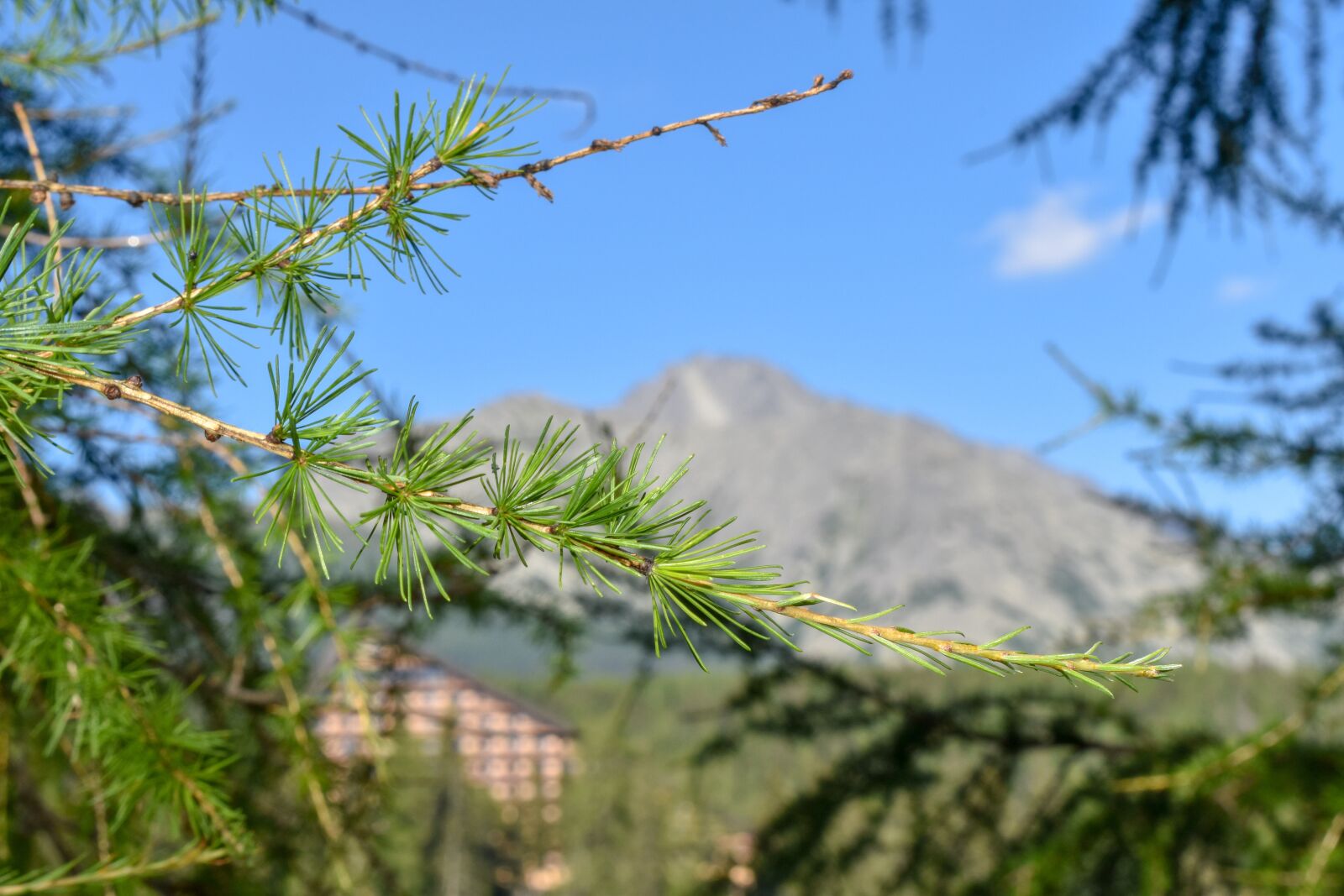 Nikon D3500 sample photo. Detail, mountains, high tatras photography