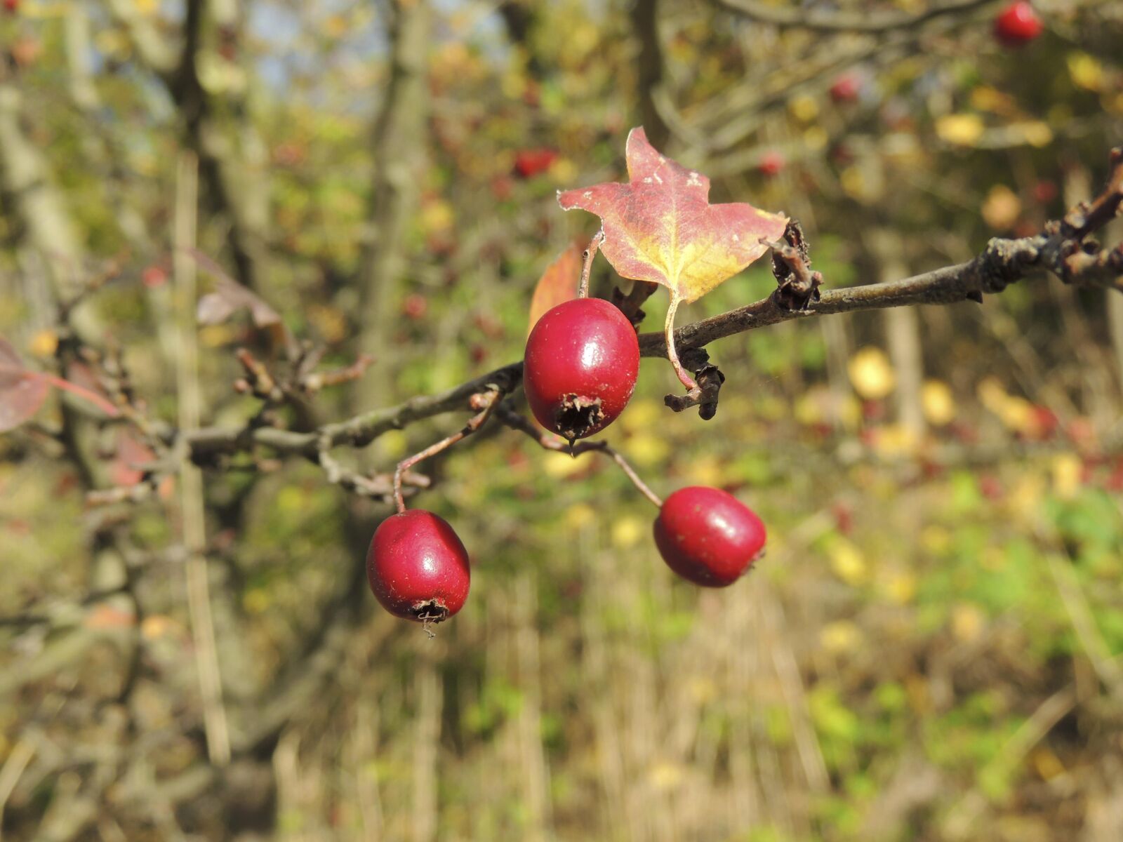 Nikon Coolpix P510 sample photo. Rose hip, sammelfrucht, fruit photography