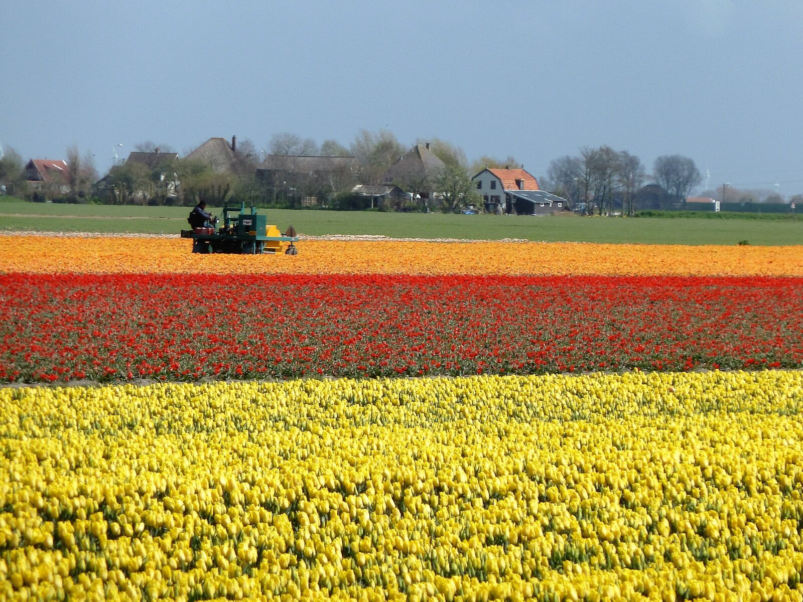 Panasonic Lumix DMC-ZS5 (Lumix DMC-TZ8) sample photo. Tulips, holland, bulbs photography