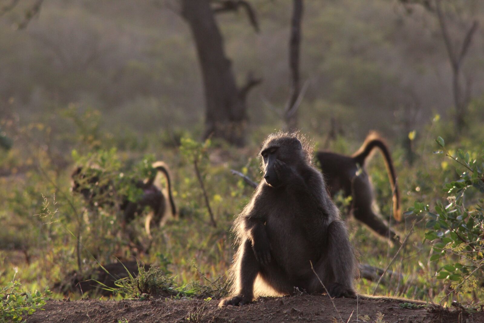 Canon EOS 1200D (EOS Rebel T5 / EOS Kiss X70 / EOS Hi) sample photo. Monkey, safari, africa photography