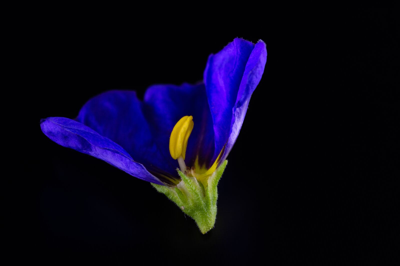 Nikon D7200 sample photo. Gentian, blossom, bloom photography
