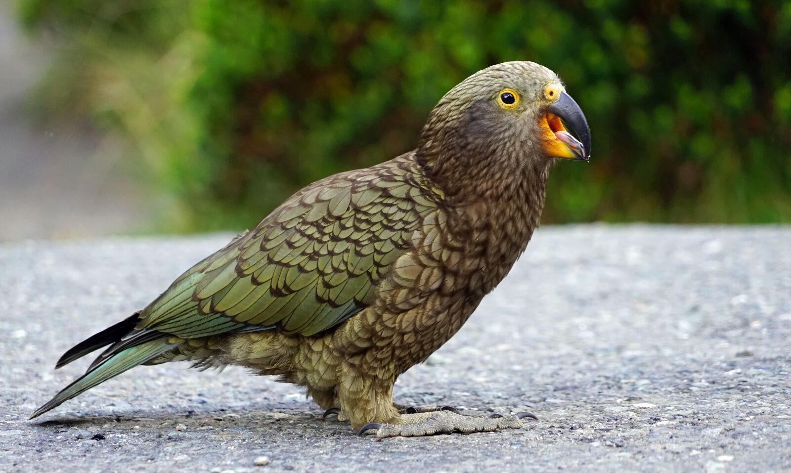 Sony a7 + Sony FE 24-240mm F3.5-6.3 OSS sample photo. Kea, mountain parrot, cheeky photography