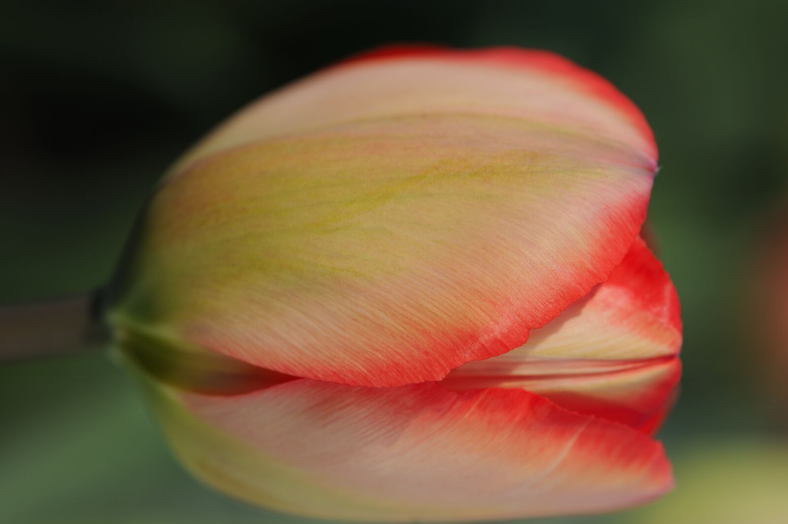 Nikon D700 sample photo. Tulip, flower, spring photography