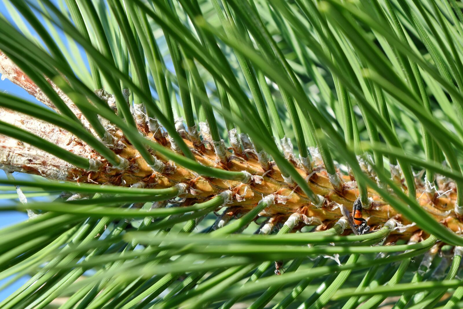 Nikon D5500 sample photo. Close-up, conifers, evergreen, green photography