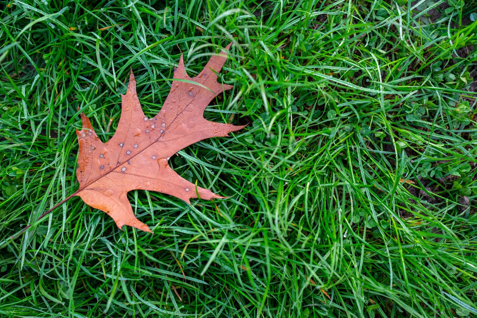 Leica Q (Typ 116) sample photo. Leaf, prato, grass photography