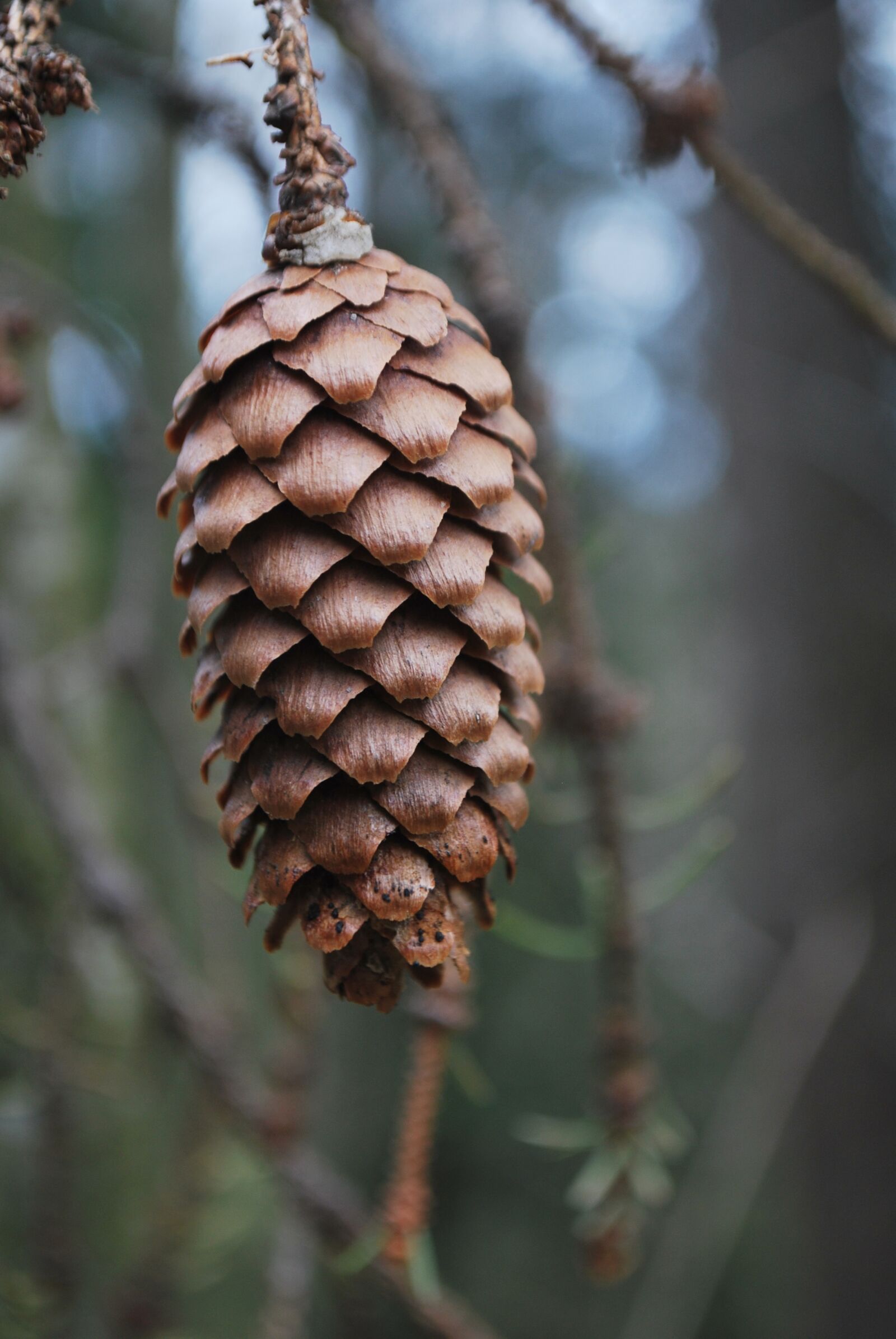 Nikon D60 sample photo. Spruce, fir tree, cone photography