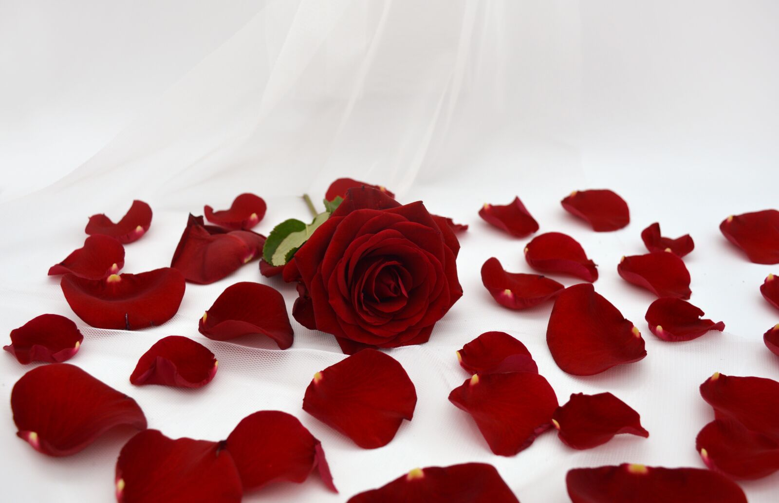 Nikon D3200 sample photo. Red rose, petals, rose photography