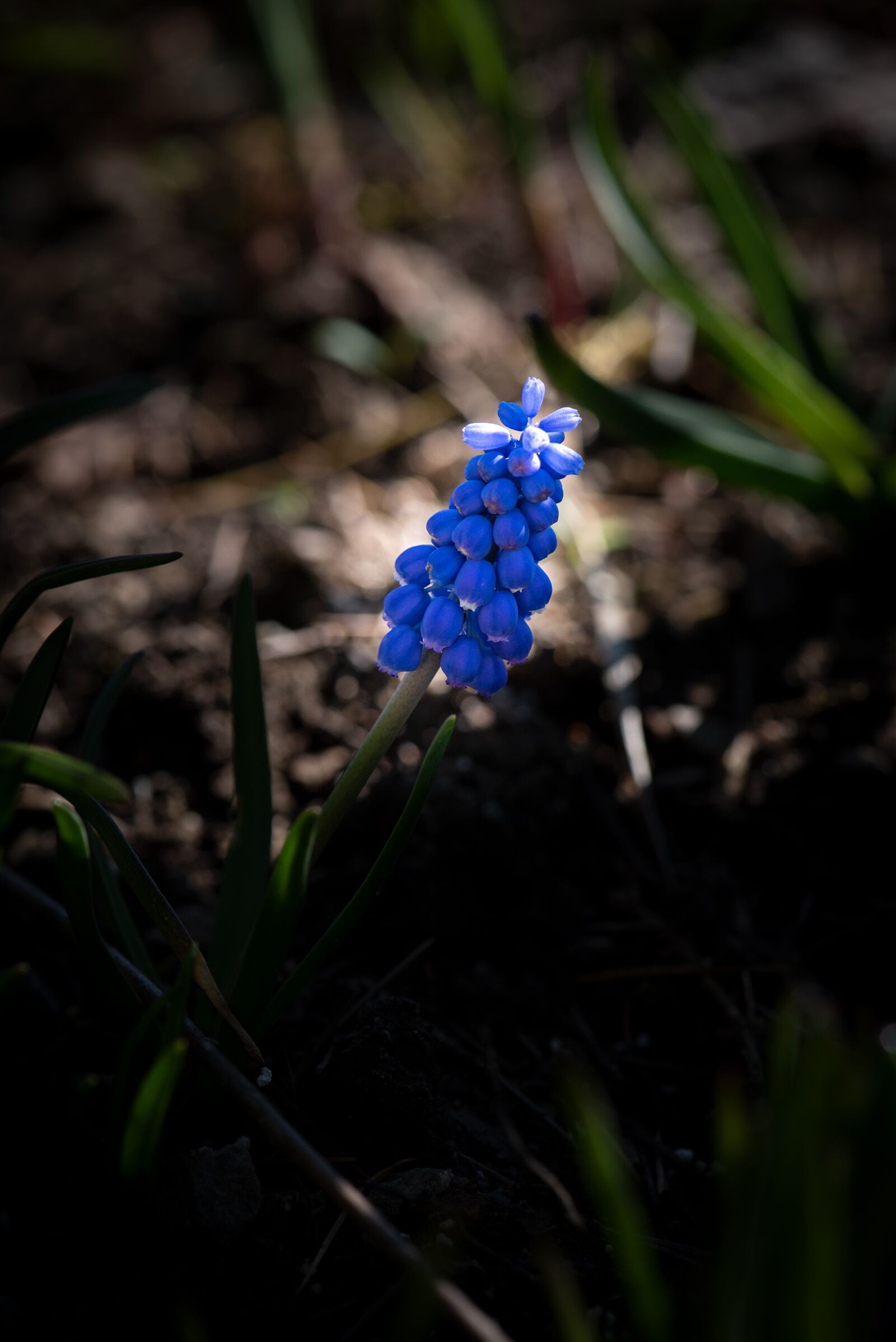 Nikon D750 sample photo. Muscari, flower, blue photography