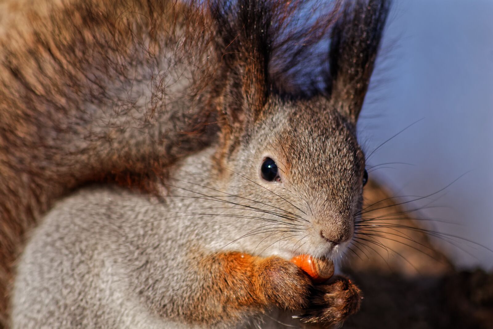 Canon EOS 1100D (EOS Rebel T3 / EOS Kiss X50) sample photo. Squirrel, animal, nature photography
