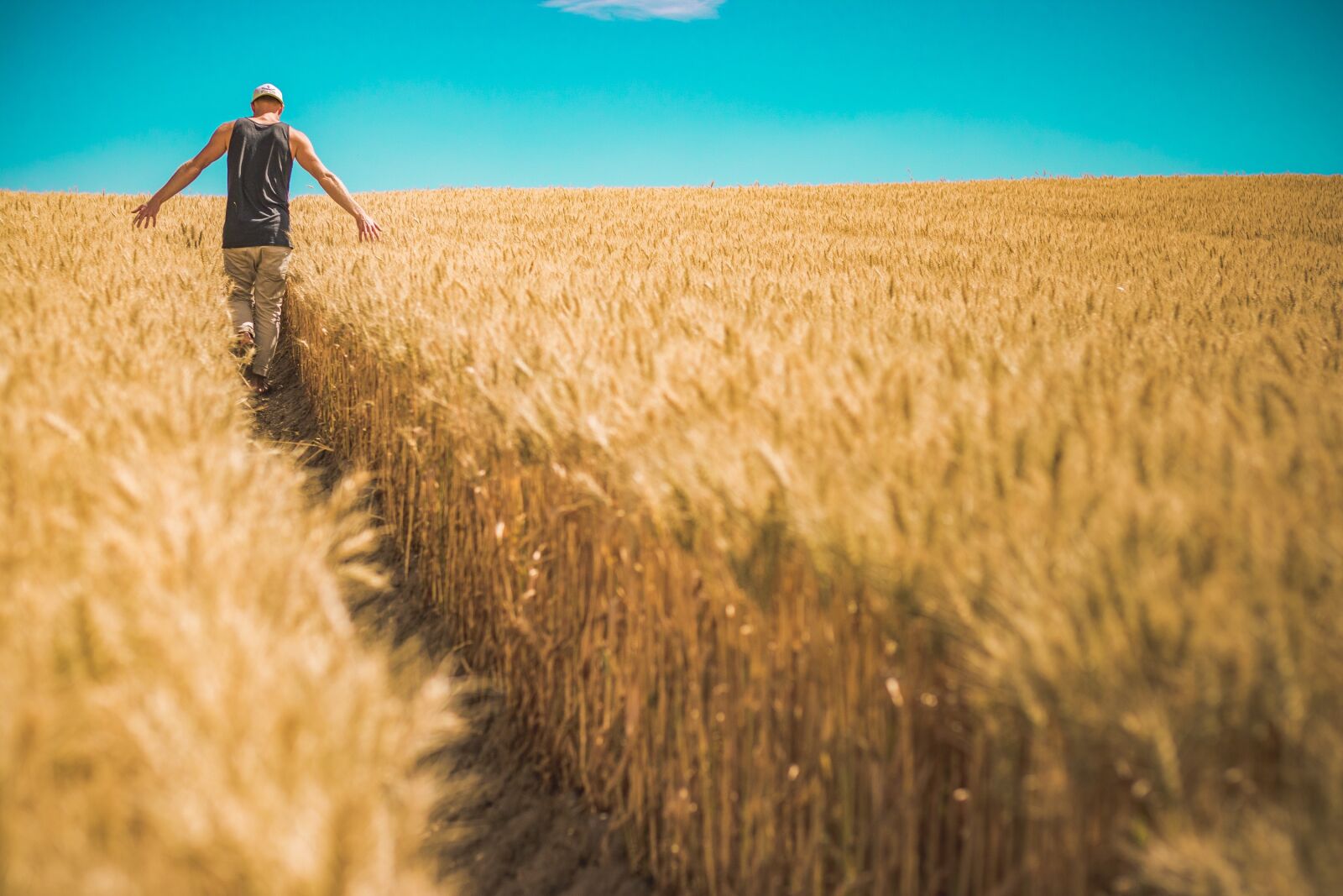 Canon EOS 750D (EOS Rebel T6i / EOS Kiss X8i) sample photo. Cereal, countryside, crop photography