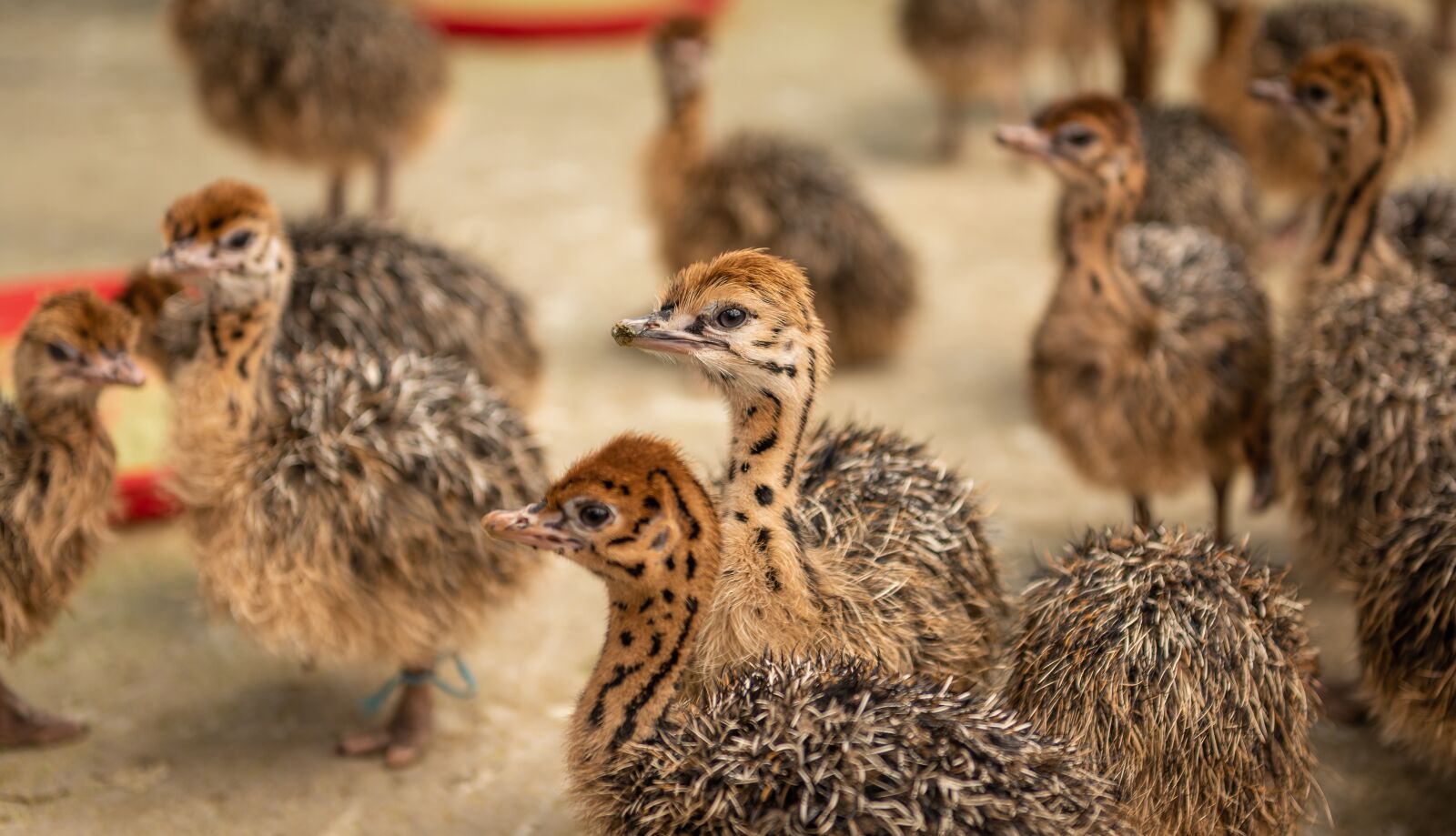 Nikon D750 sample photo. Street chicks, young animals photography