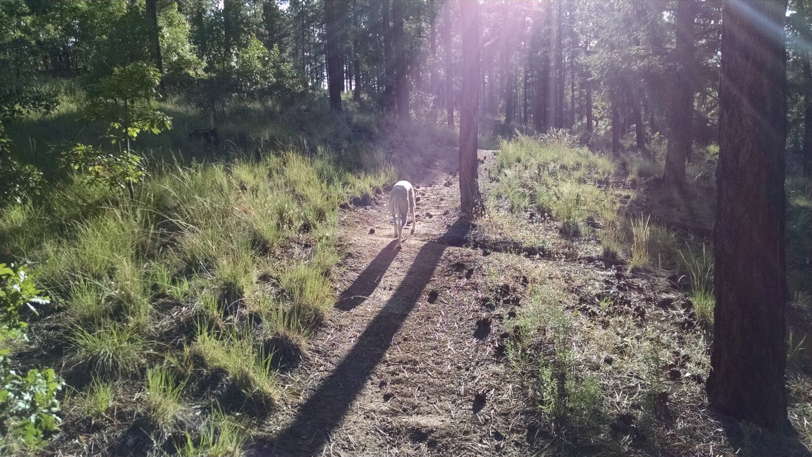 Motorola XT1080 sample photo. Dog, facing, grass, hiking photography