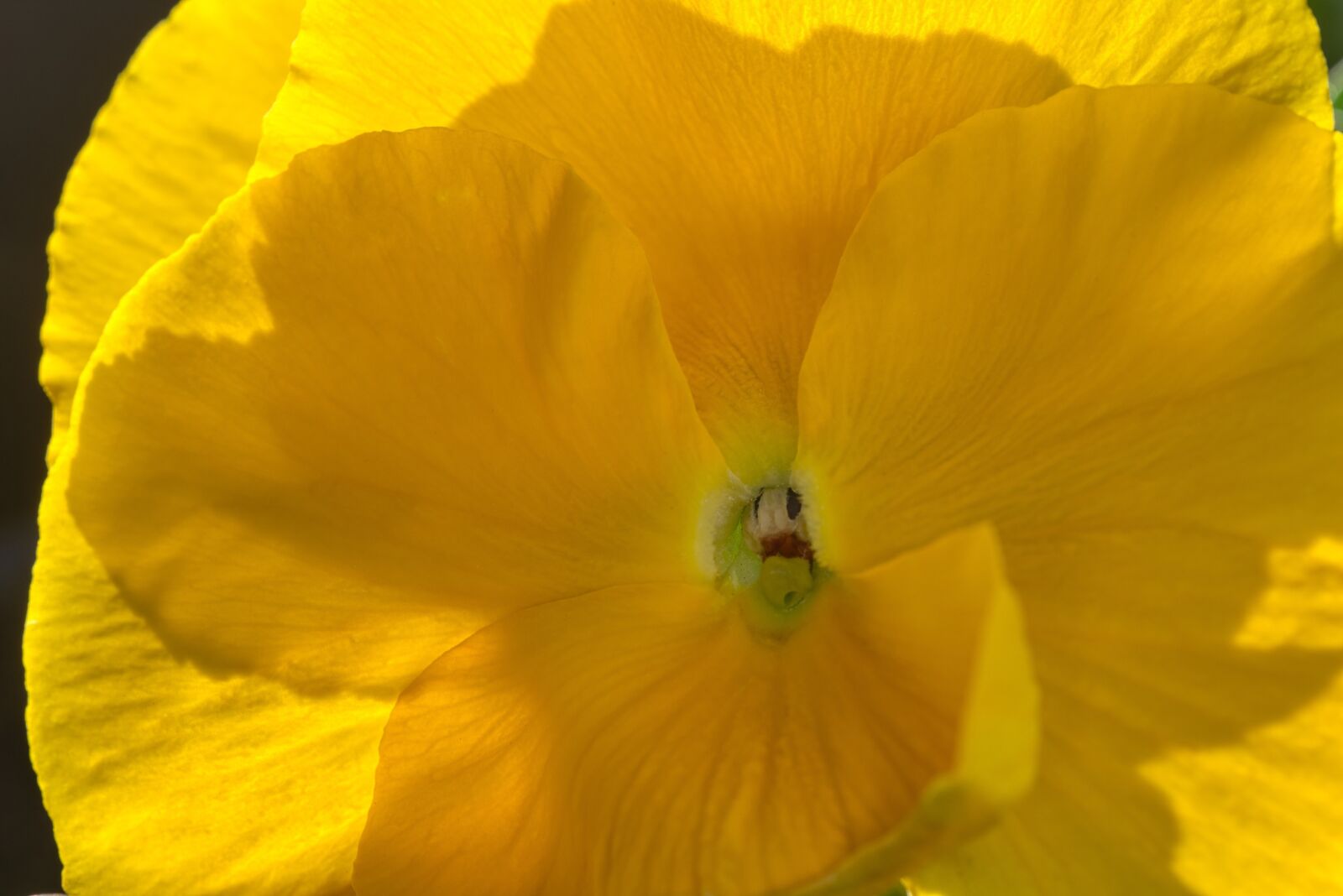 Nikon D750 sample photo. Pansy, flower, blossom photography