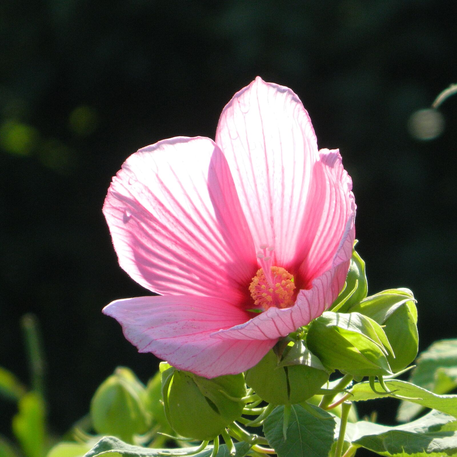 Nikon Coolpix L120 sample photo. Flower, garden, blossom photography