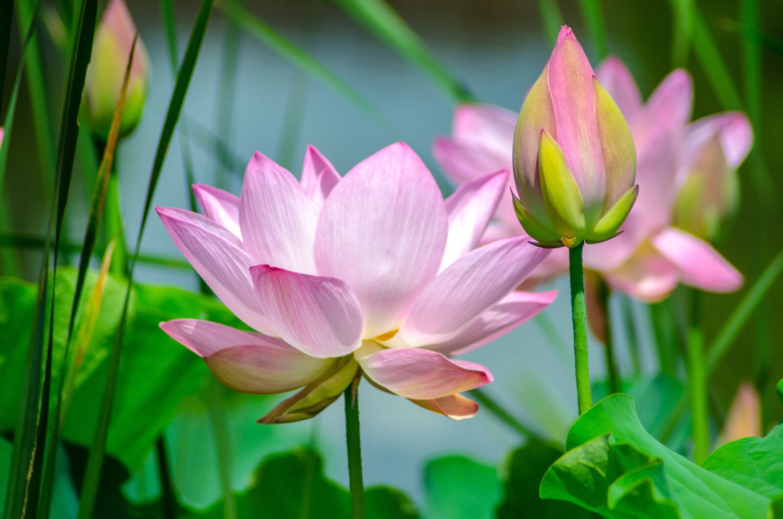 Nikon D7000 sample photo. Water lily, flower, nature photography