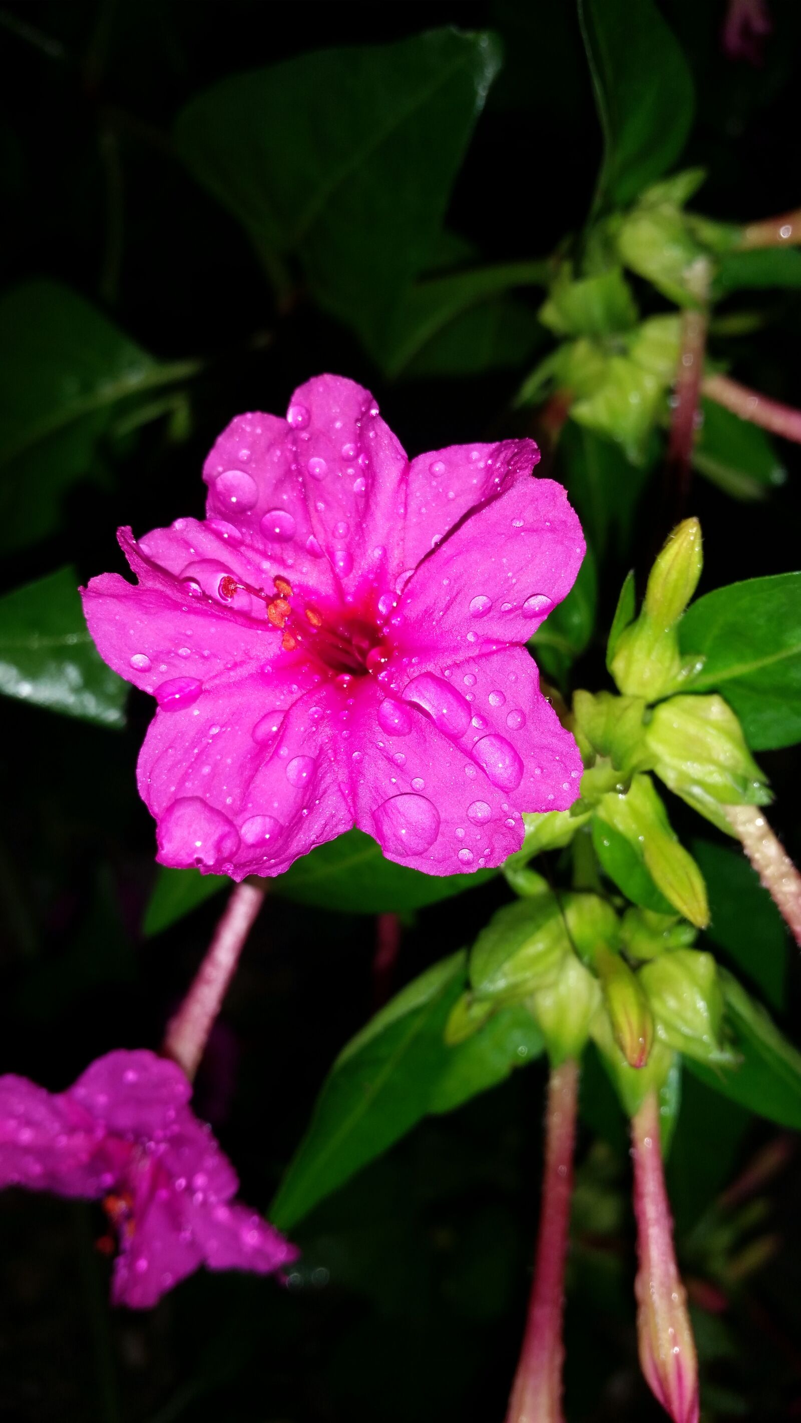 Samsung Galaxy S5 sample photo. Flower, nectar, pink photography