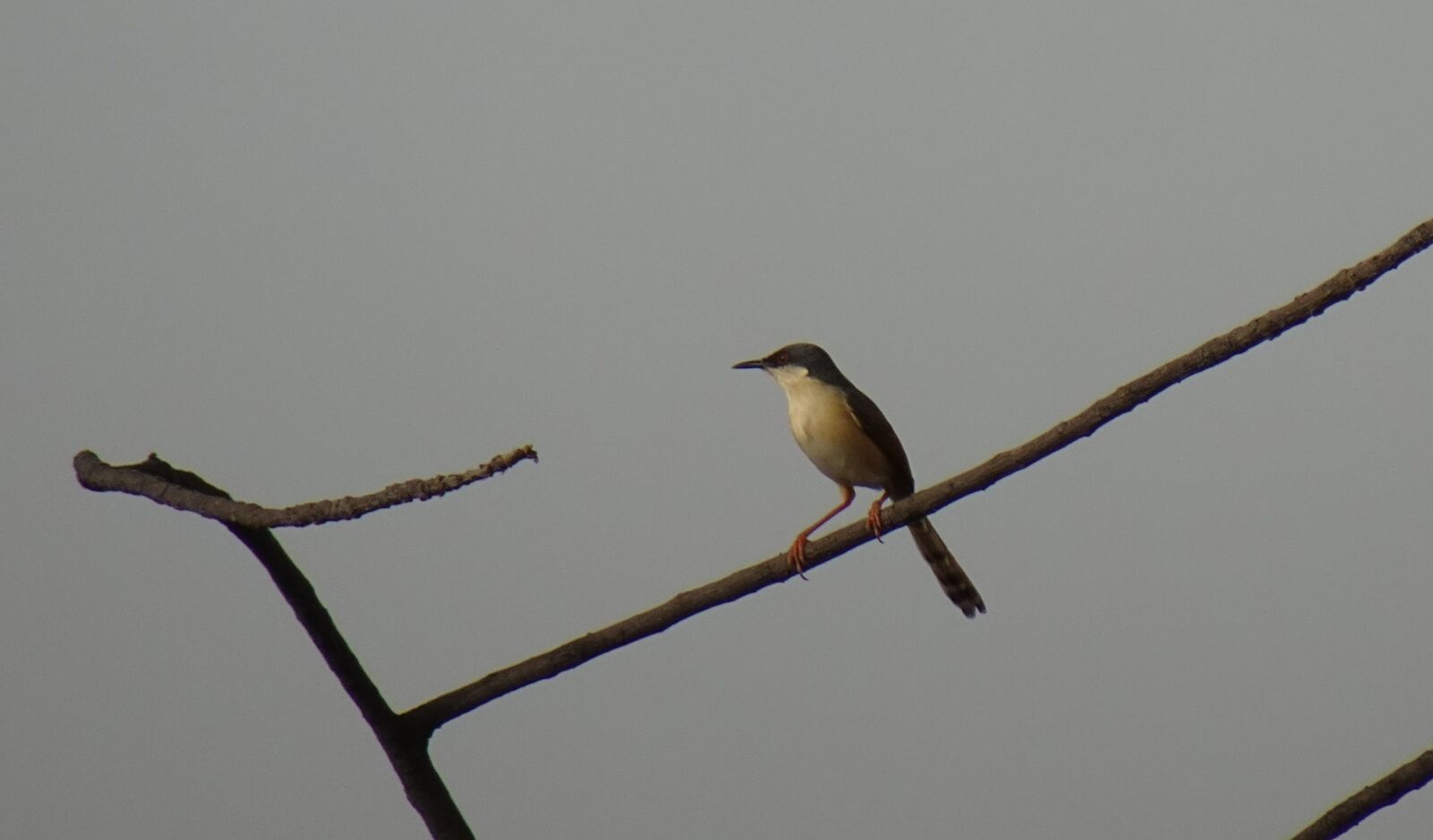 Sony DSC-WX800 sample photo. Bird, warbler, ashy prinia photography