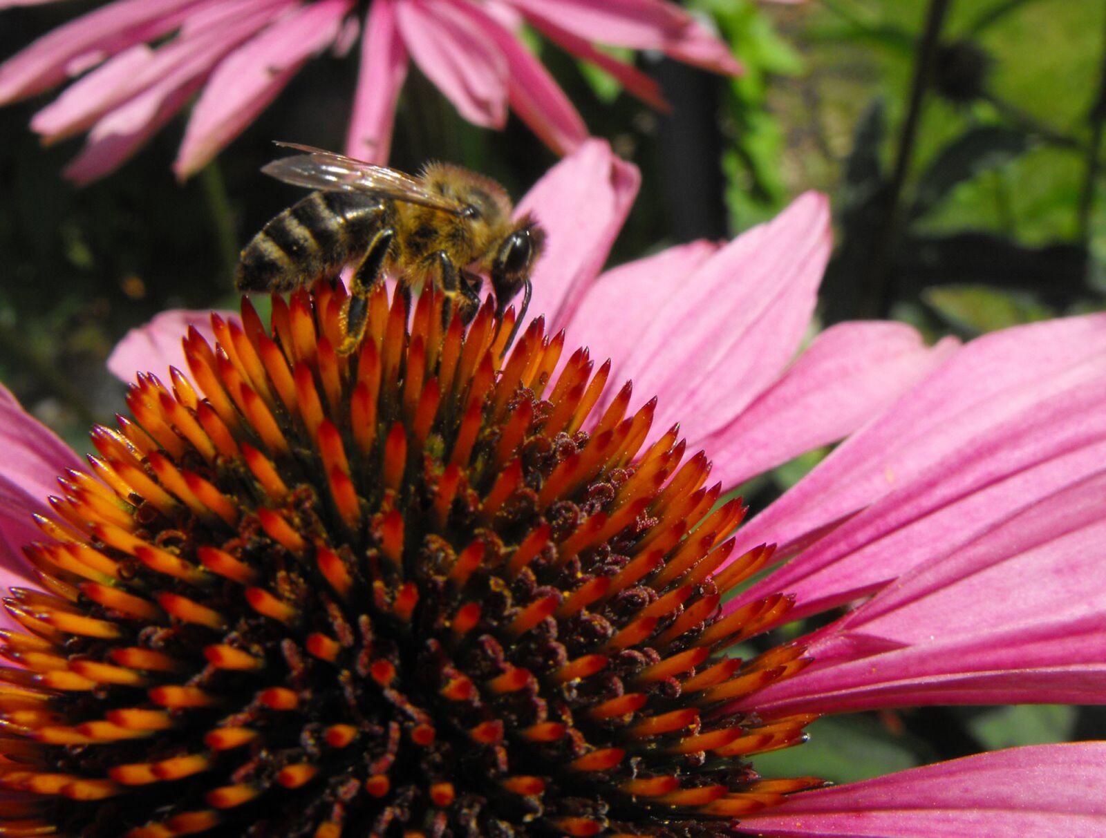 Fujifilm FinePix S1000fd sample photo. Echinacea, bee, flower photography