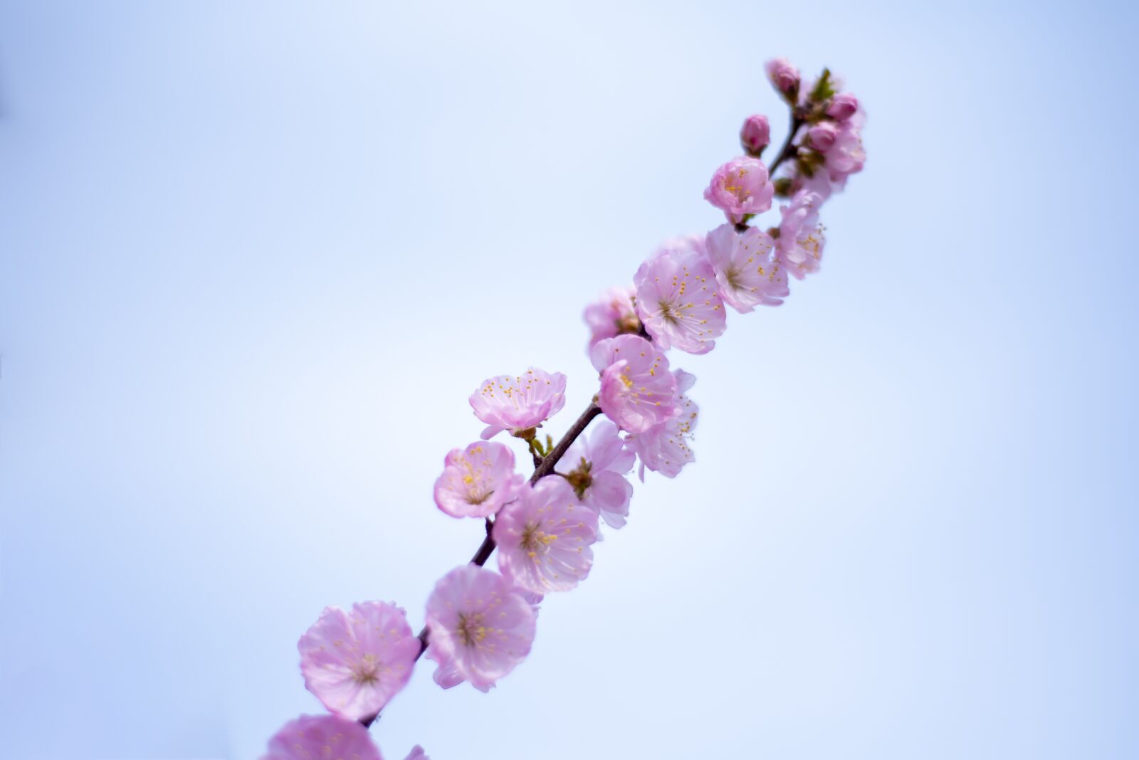 Nikon D750 sample photo. Flower, branch, bud photography
