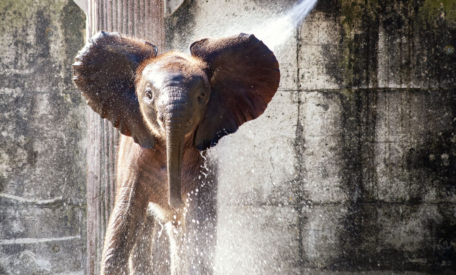 Canon EF 70-300mm F4-5.6 IS USM sample photo. Elephant, bath, bathe photography