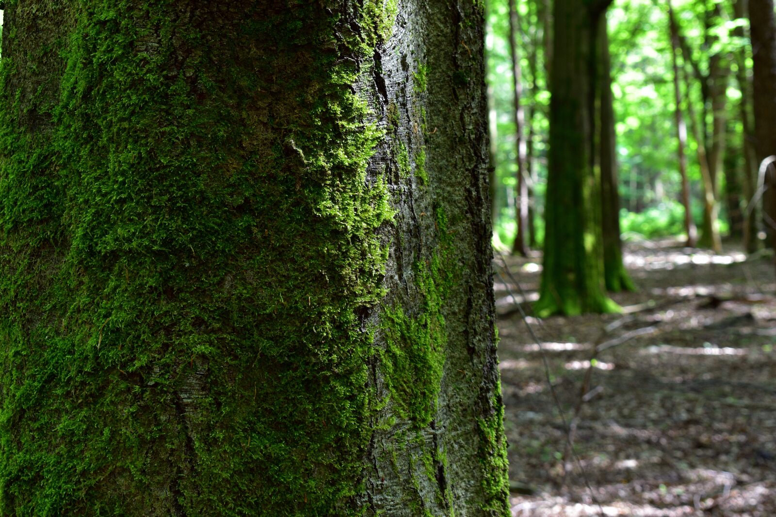 Nikon D3400 sample photo. Forest, nature, moss photography