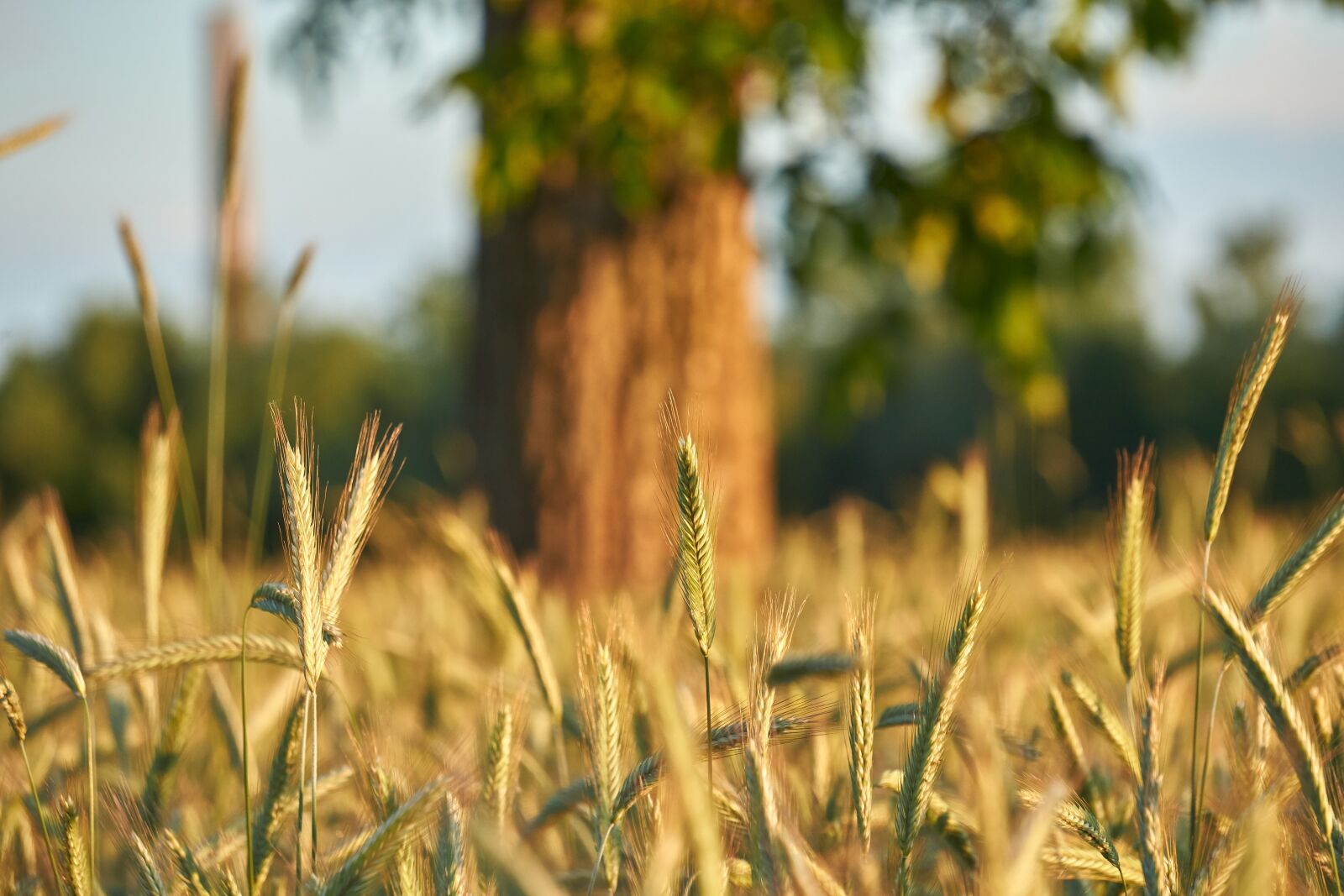 Sony E 55-210mm F4.5-6.3 OSS sample photo. Cereals, close up, tree photography
