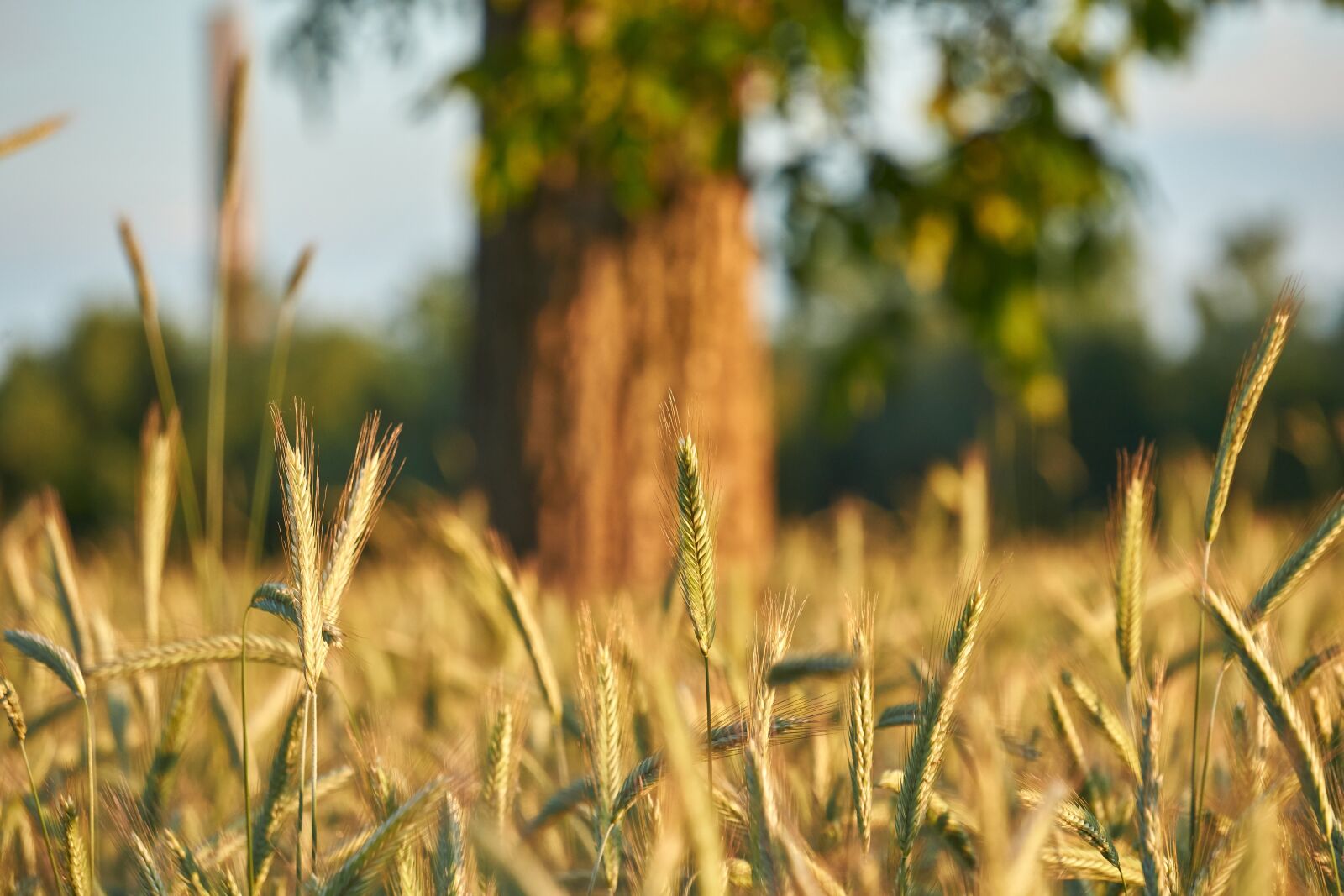 Sony a6400 + Sony E 55-210mm F4.5-6.3 OSS sample photo. Cereals, close up, tree photography