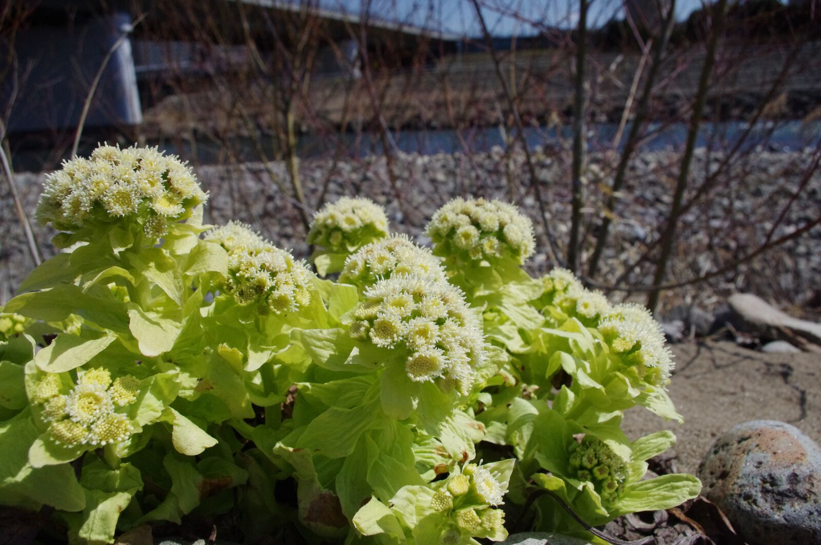 Pentax K-r sample photo. Butterbur, sprout, spring photography