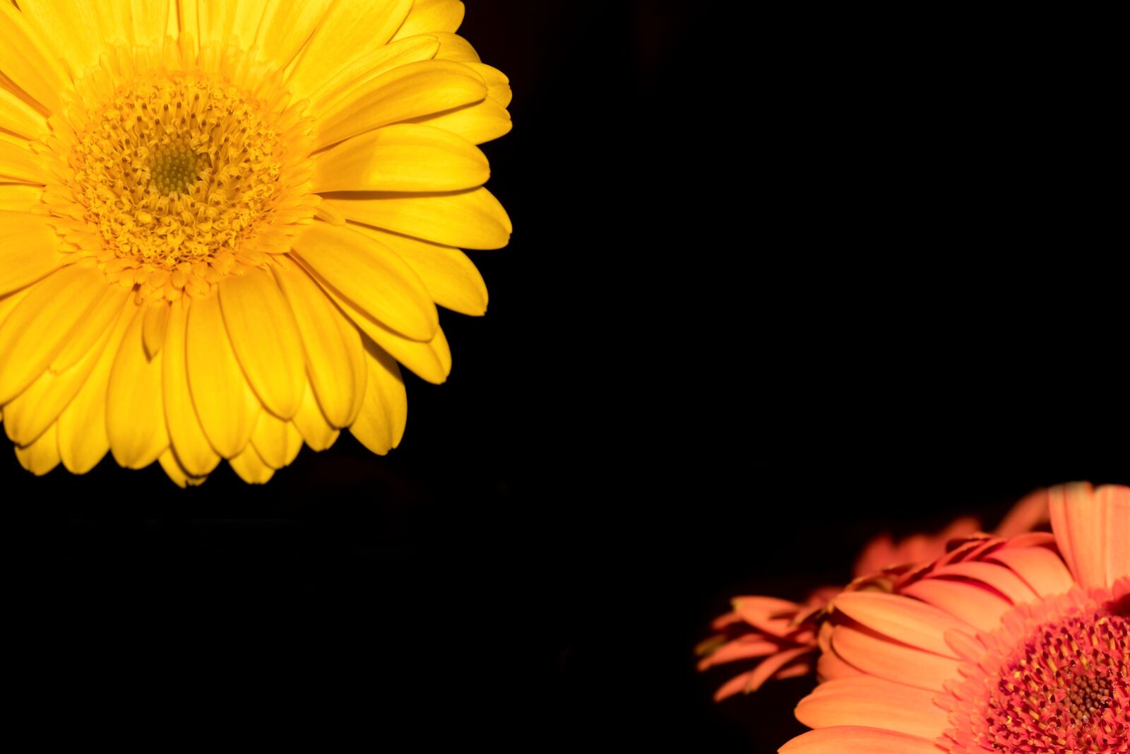Canon PowerShot G3 X sample photo. Gerbera, flower, blossom photography