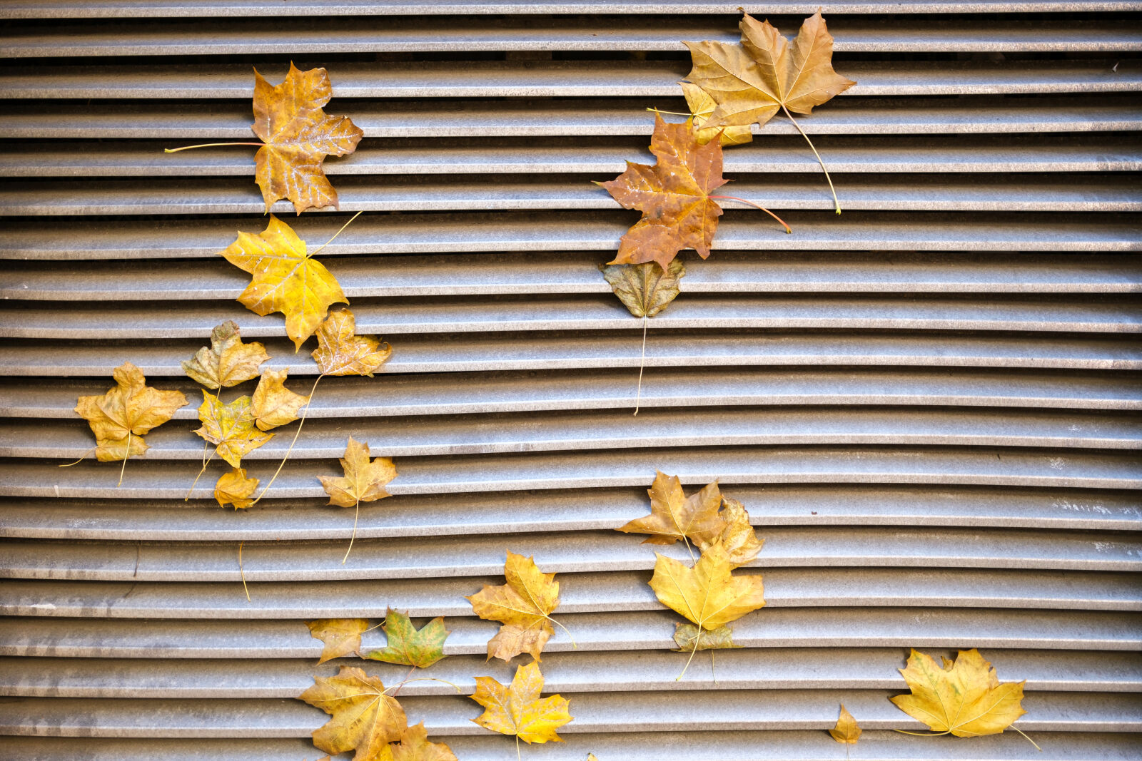 Fujifilm X-H2S sample photo. Autumn leaves ventilation photography
