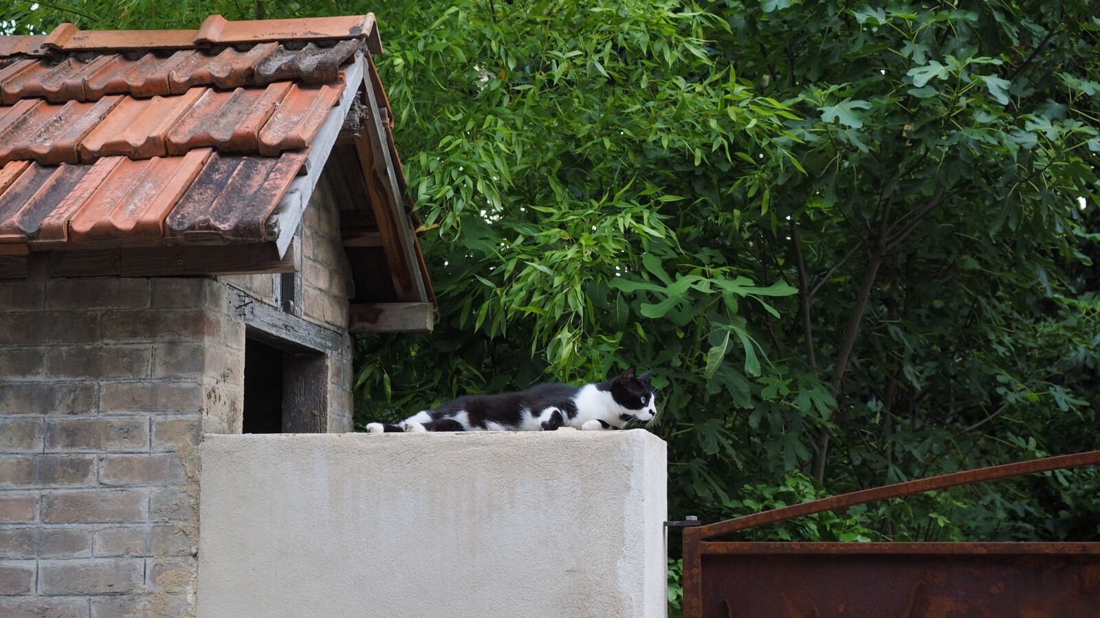 Olympus OM-D E-M1 + Olympus M.Zuiko Digital ED 12-40mm F2.8 Pro sample photo. Cat, rest, watch photography